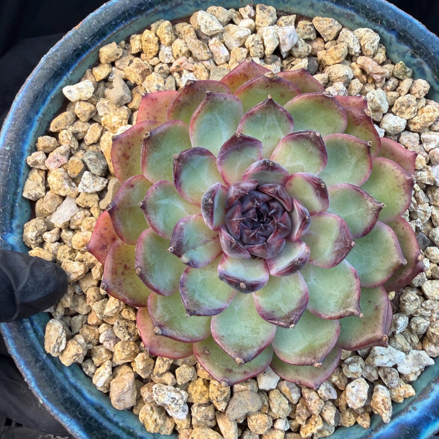 Echeveria  ‘blueberry ', 3.2inches ,N06