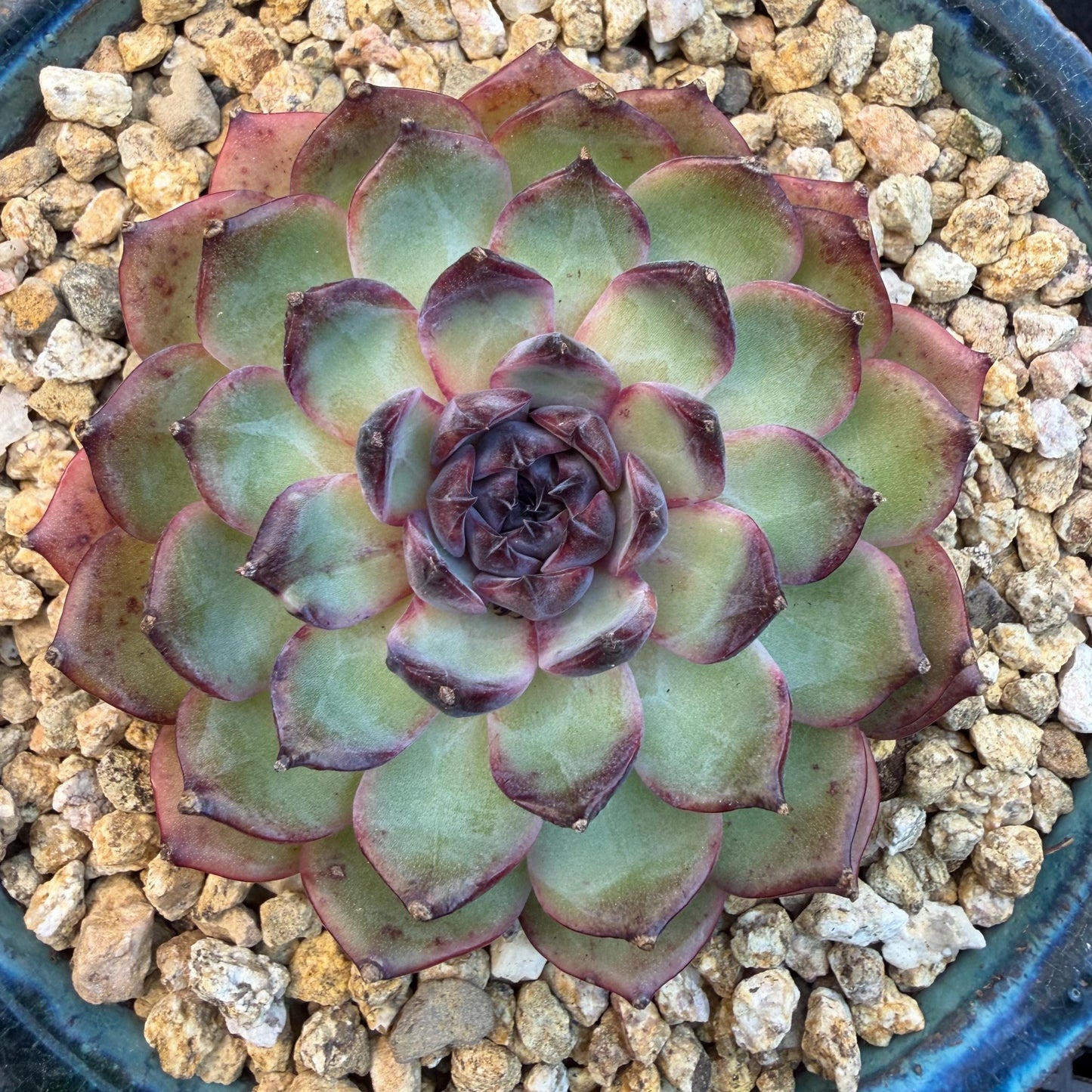 Echeveria  ‘blueberry ', 3.2inches ,N06
