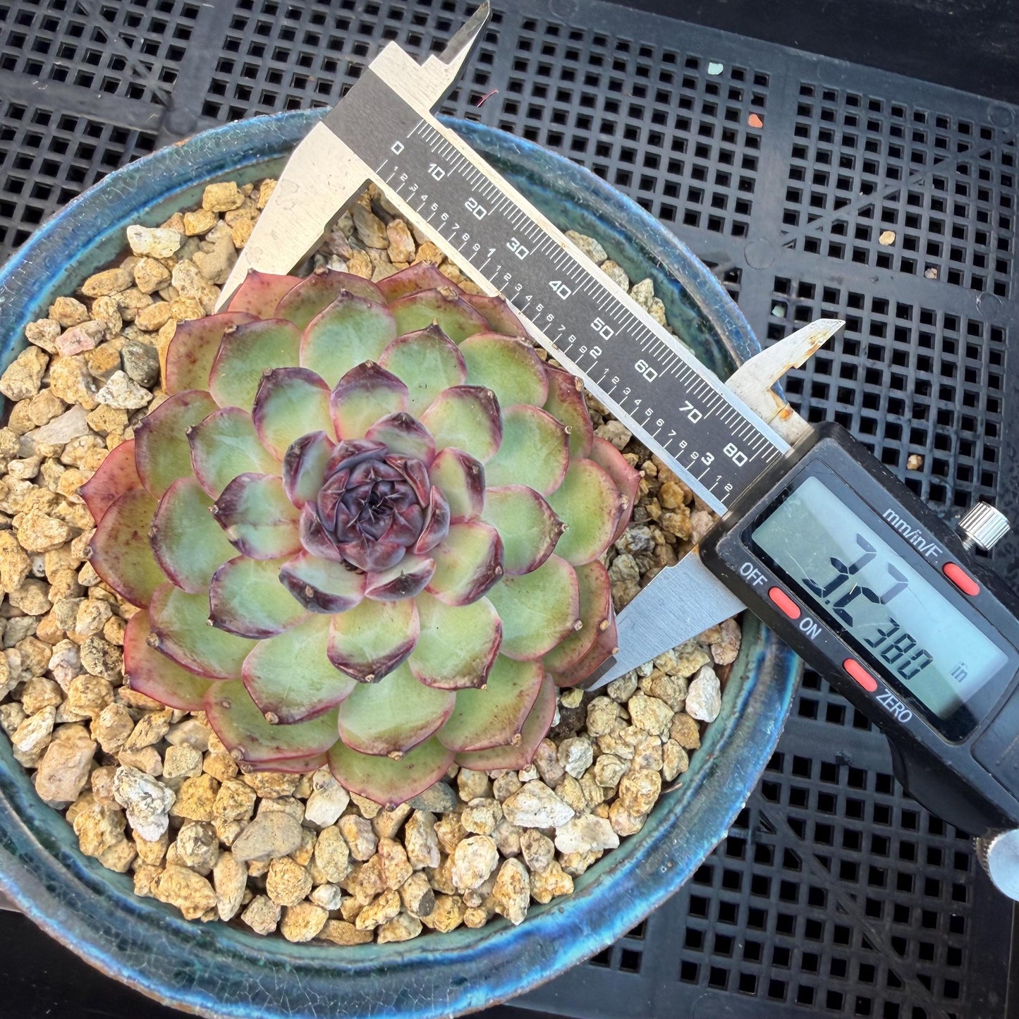 Echeveria  ‘blueberry ', 3.2inches ,N06