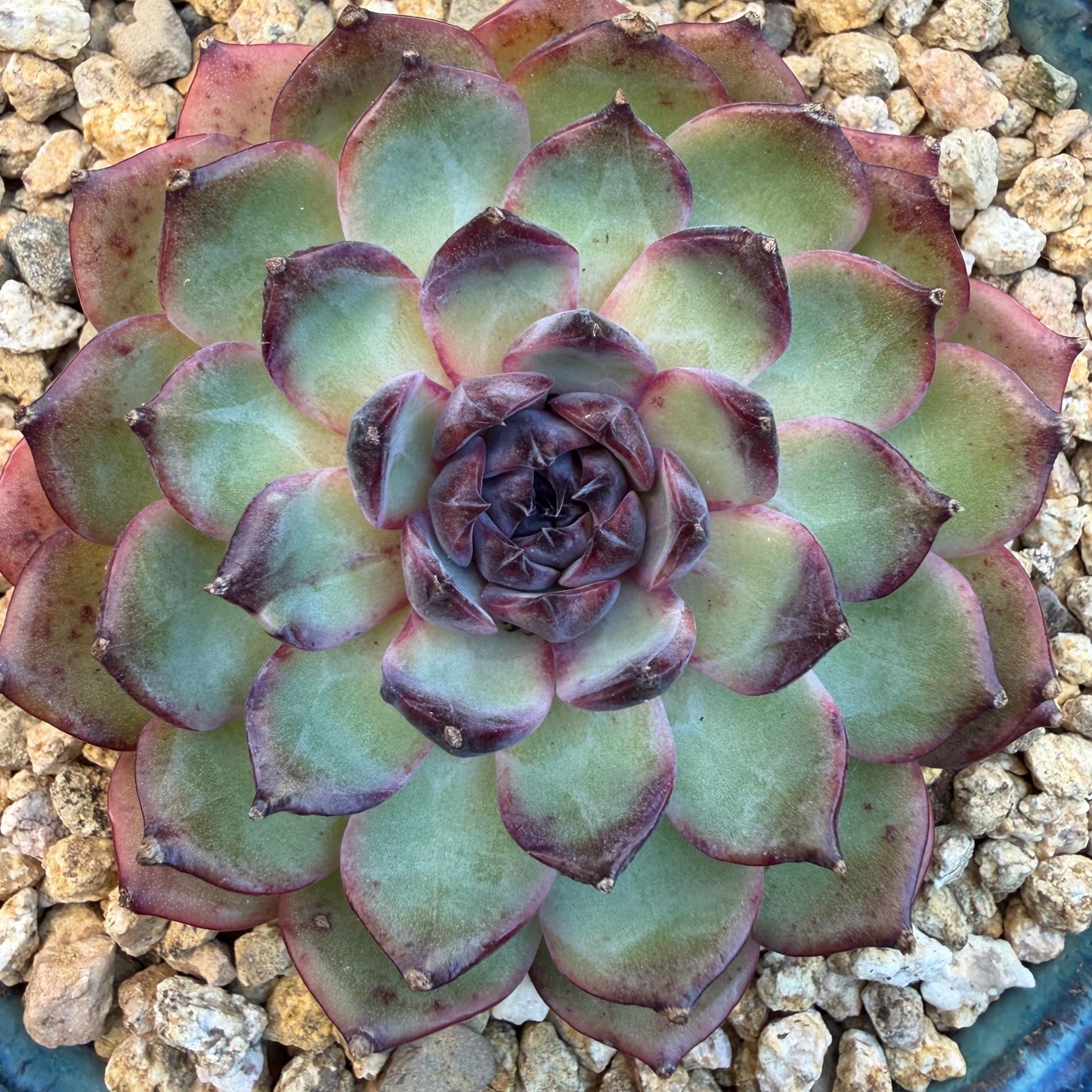 Echeveria  ‘blueberry ', 3.2inches ,N06