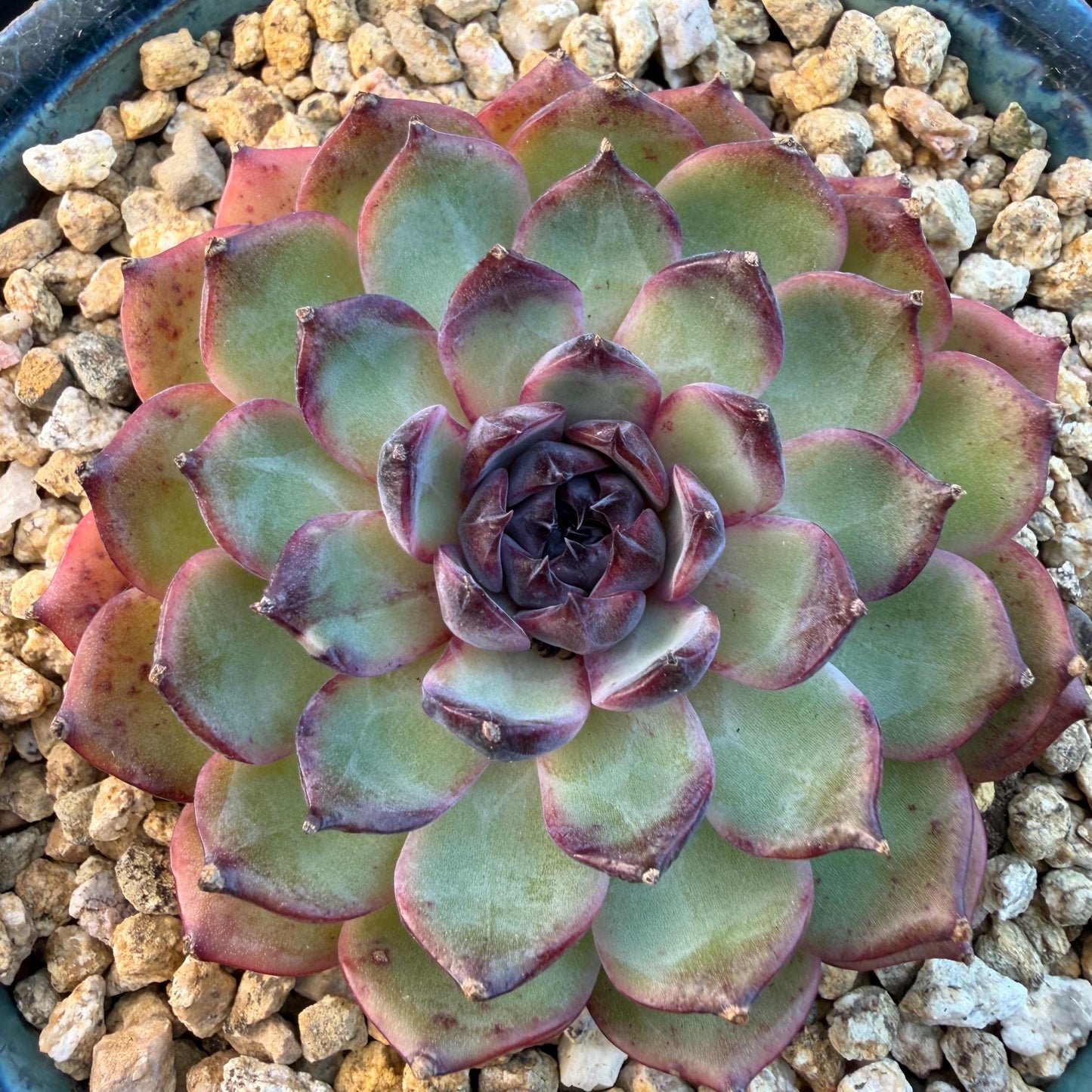 Echeveria  ‘blueberry ', 3.2inches ,N06
