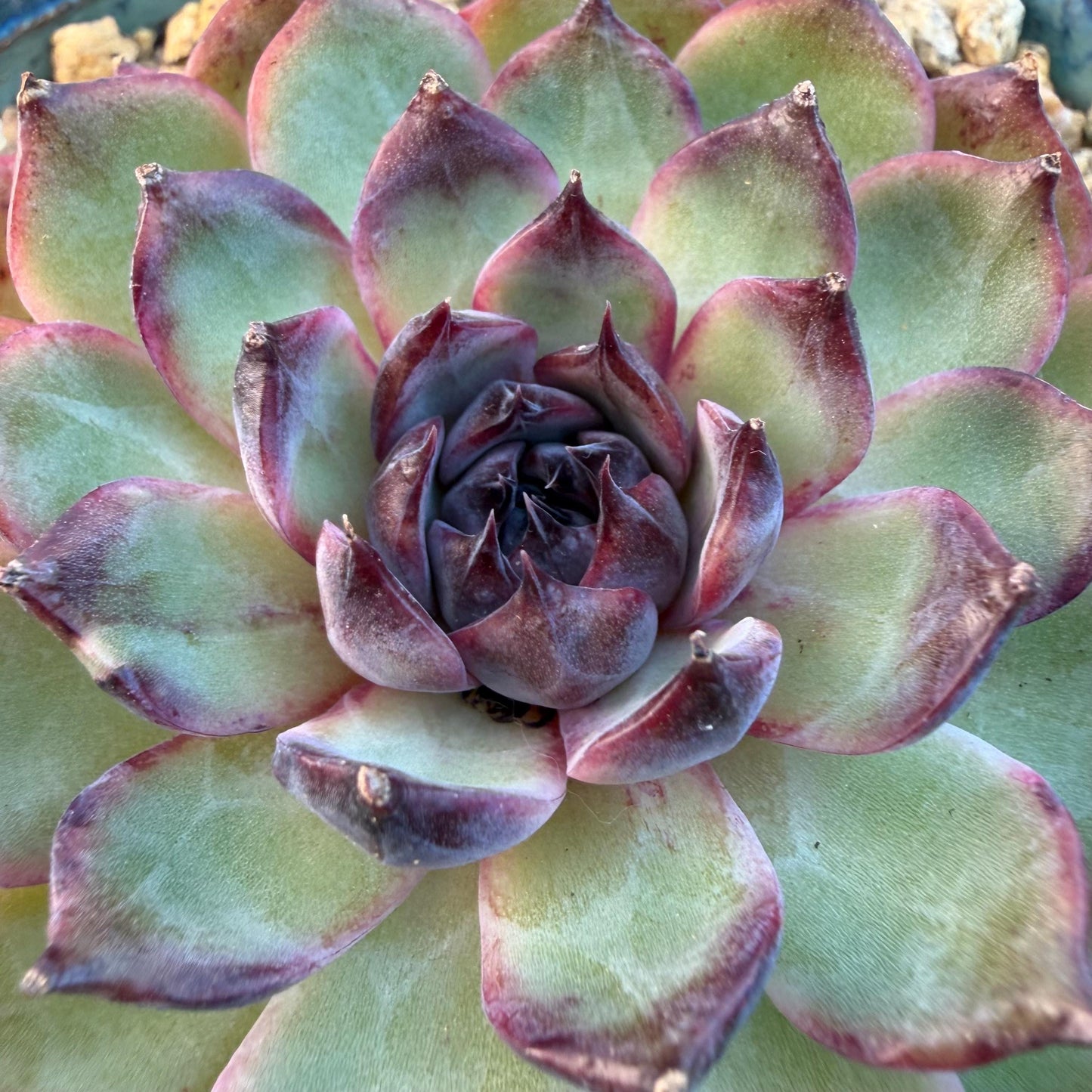 Echeveria  ‘blueberry ', 3.2inches ,N06
