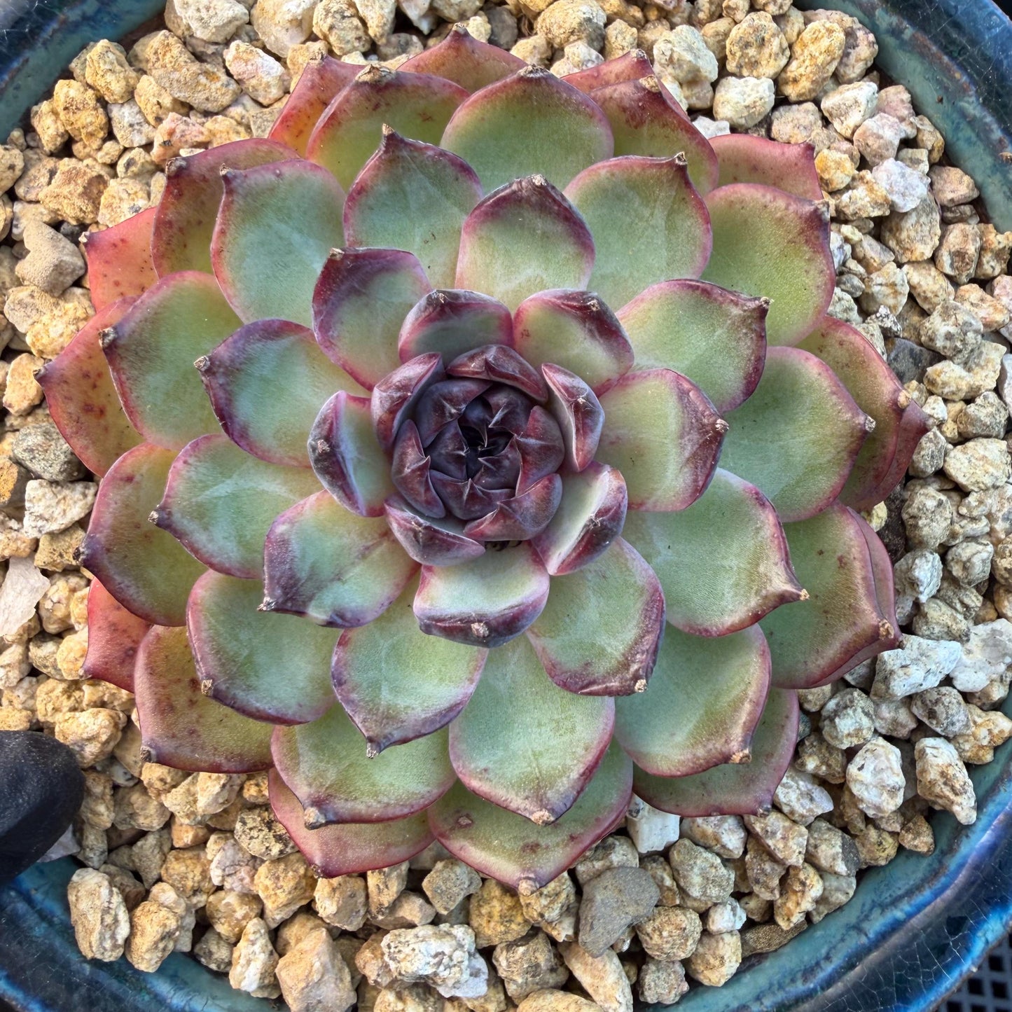 Echeveria  ‘blueberry ', 3.2inches ,N06