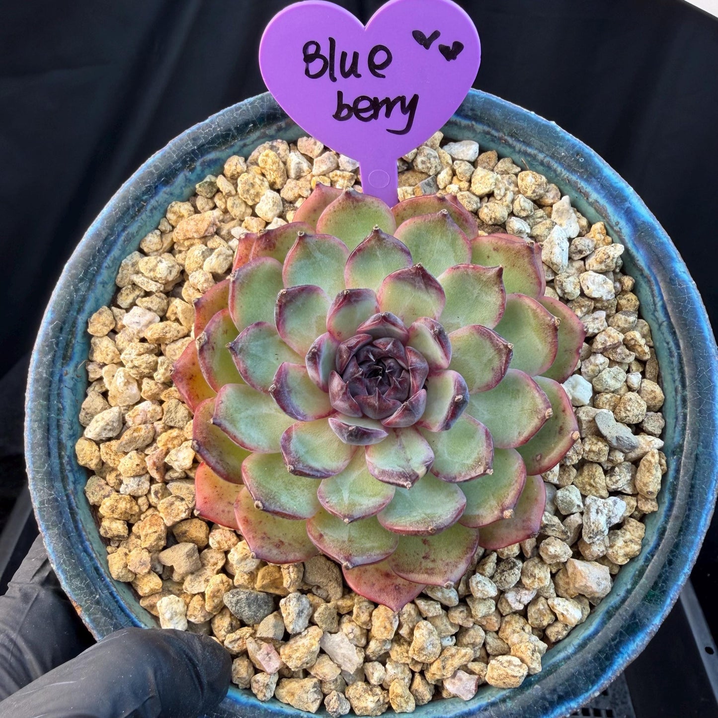 Echeveria  ‘blueberry ', 3.2inches ,N06