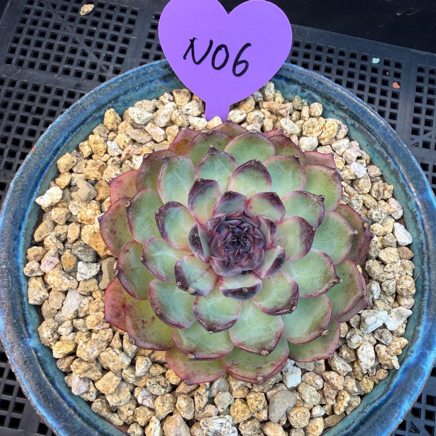 Echeveria  ‘blueberry ', 3.2inches ,N06