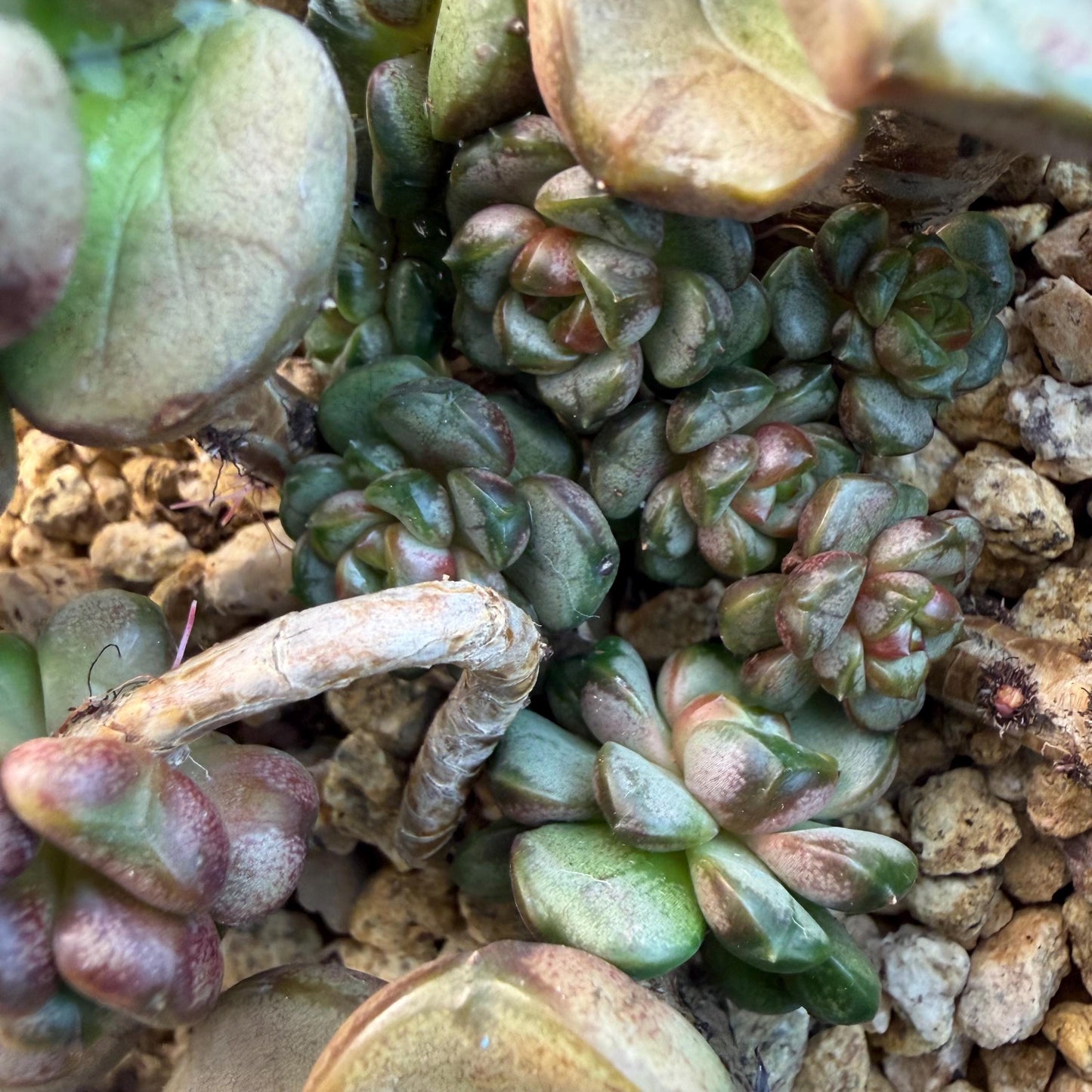 Echeveria  ‘grape.’, 4.2inches, N10（with a lots of babies）