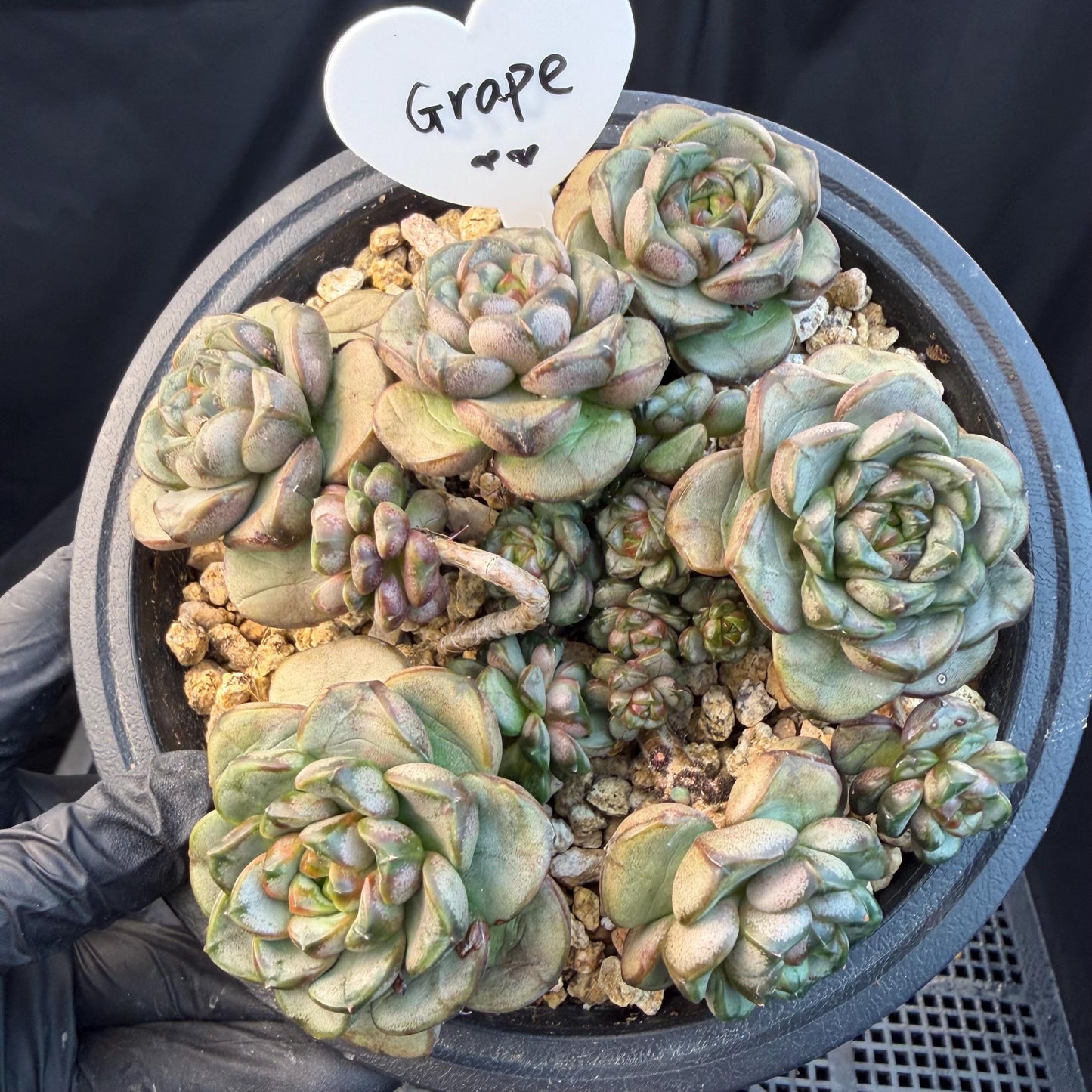 Echeveria  ‘grape.’, 4.2inches, N10（with a lots of babies）