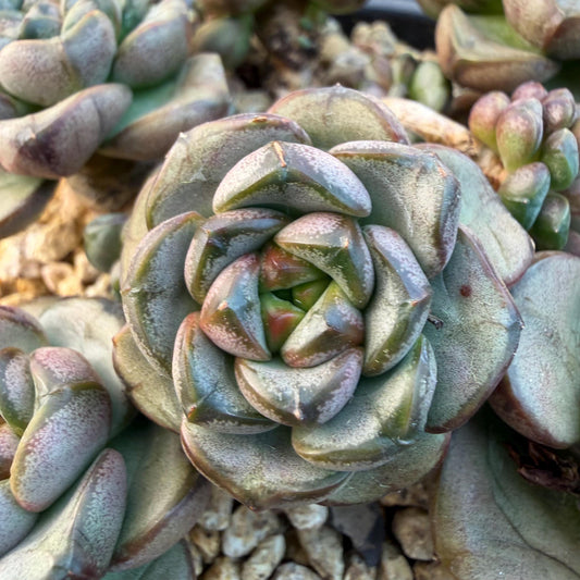 Echeveria  ‘grape.’, 4.2inches, N10（with a lots of babies）