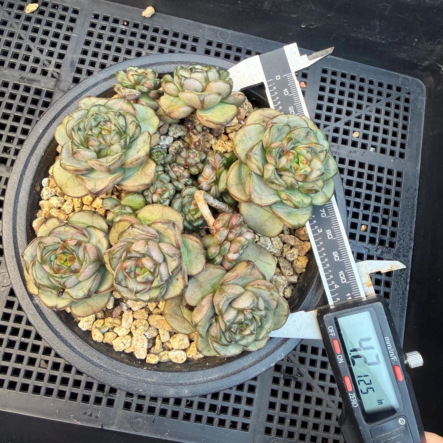 Echeveria  ‘grape.’, 4.2inches, N10（with a lots of babies）