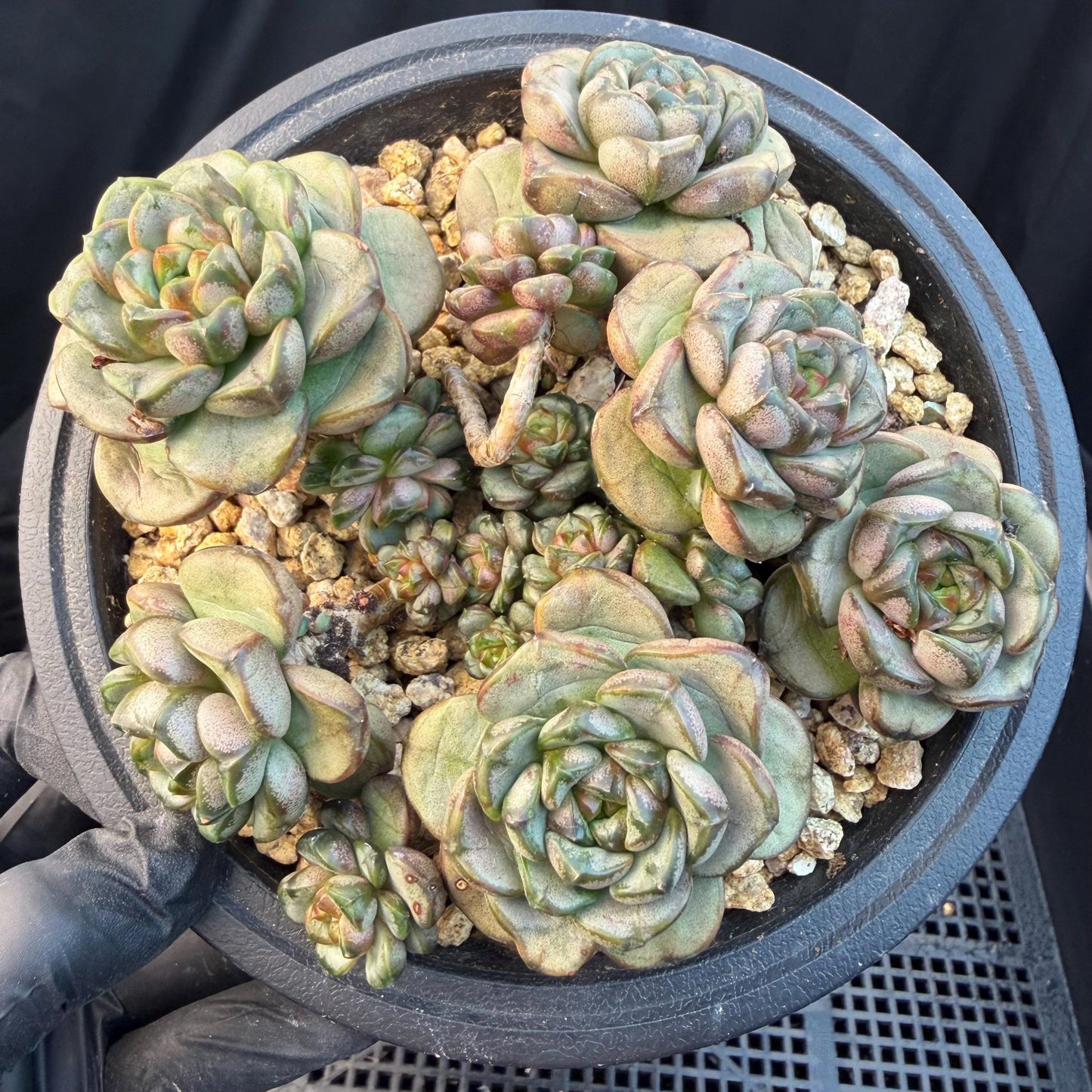 Echeveria  ‘grape.’, 4.2inches, N10（with a lots of babies）