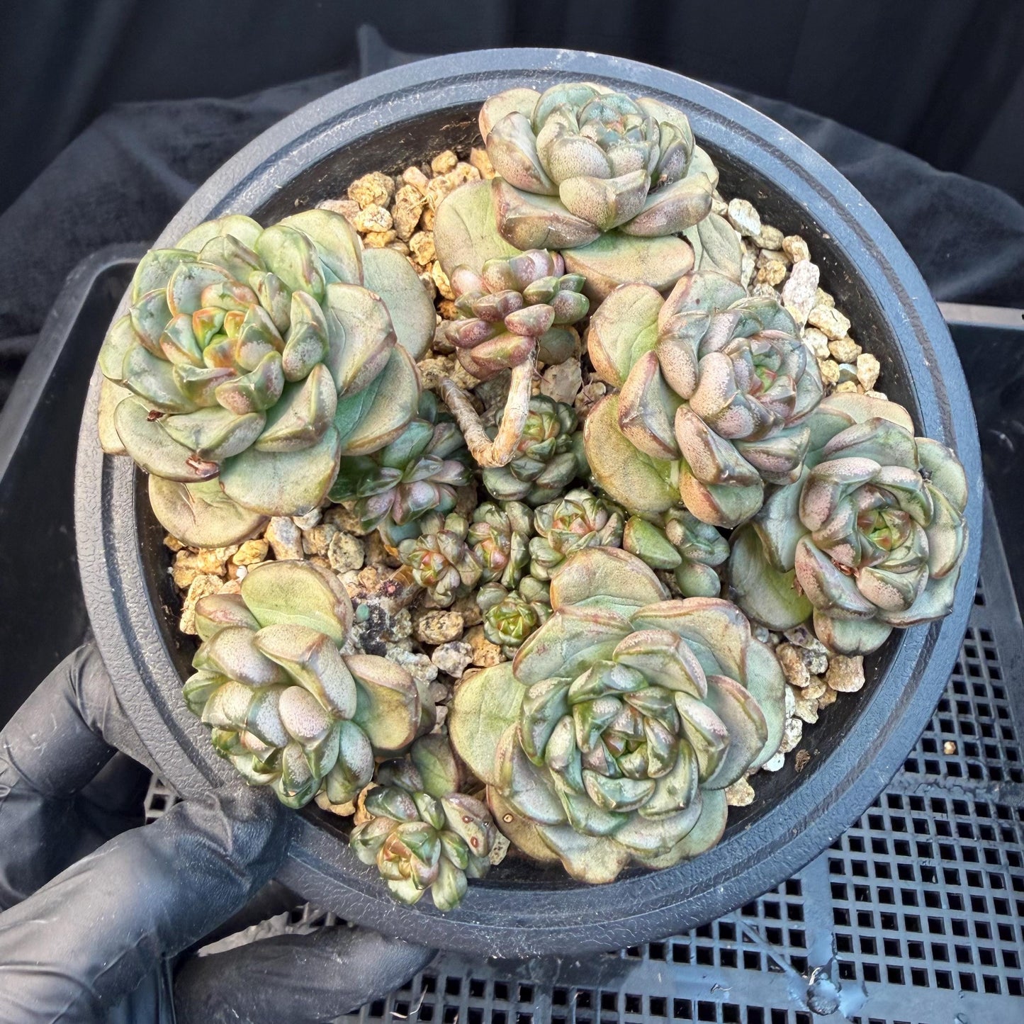 Echeveria  ‘grape.’, 4.2inches, N10（with a lots of babies）