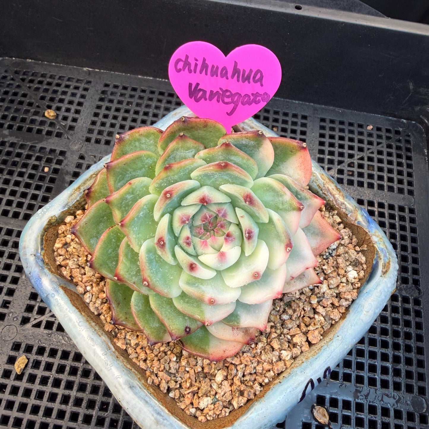 Echeveria  ‘Chihuahuaenis variegated', A big head with a baby, 3.7inches ,M08
