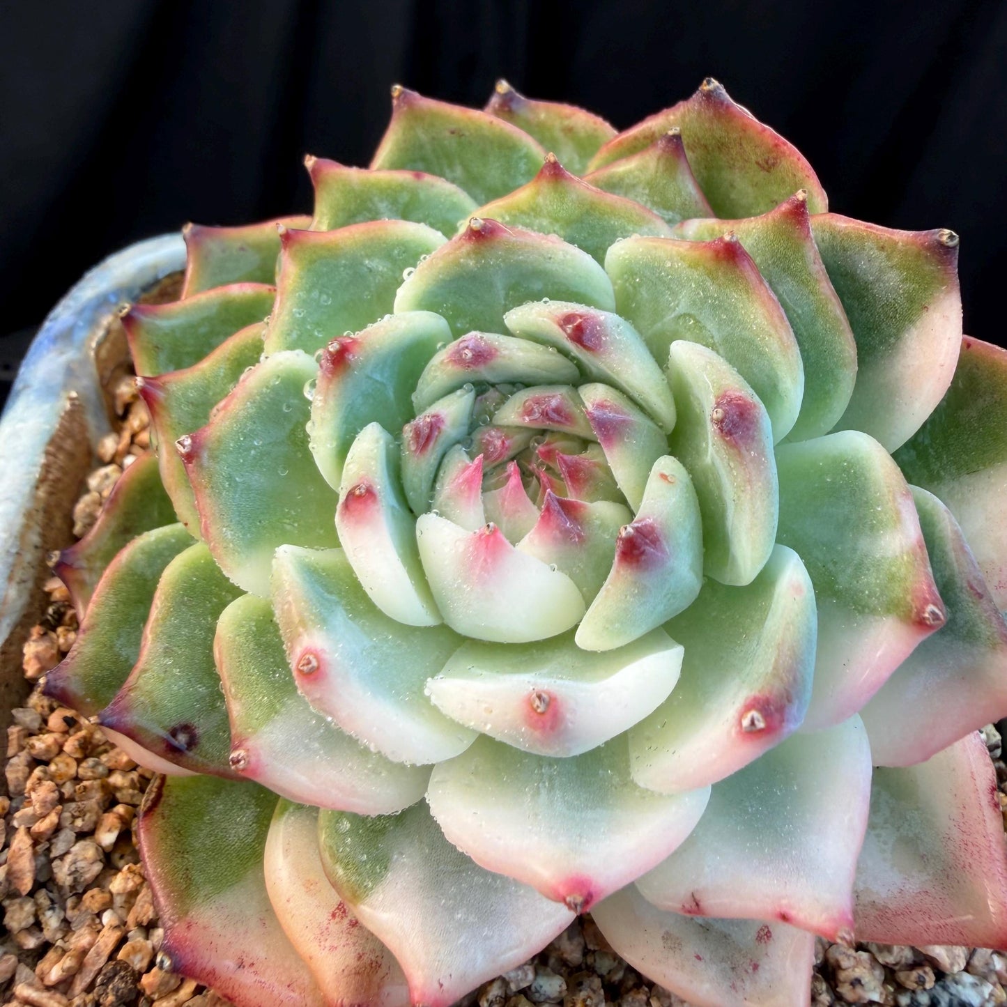Echeveria  ‘Chihuahuaenis variegated', A big head with a baby, 3.7inches ,M08