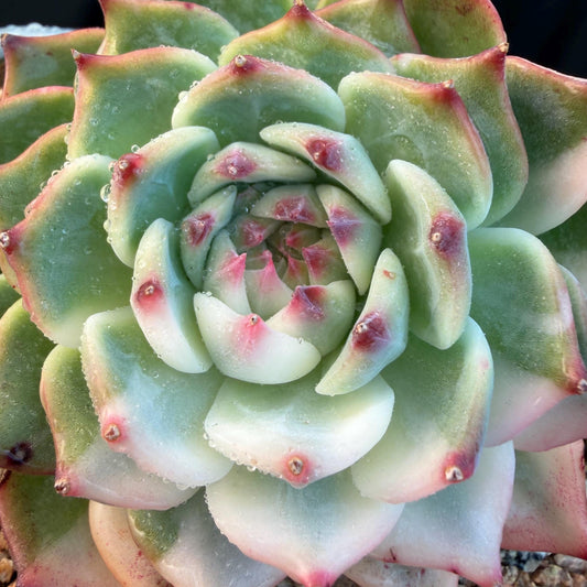 Echeveria  ‘Chihuahuaenis variegated', A big head with a baby, 3.7inches ,M08