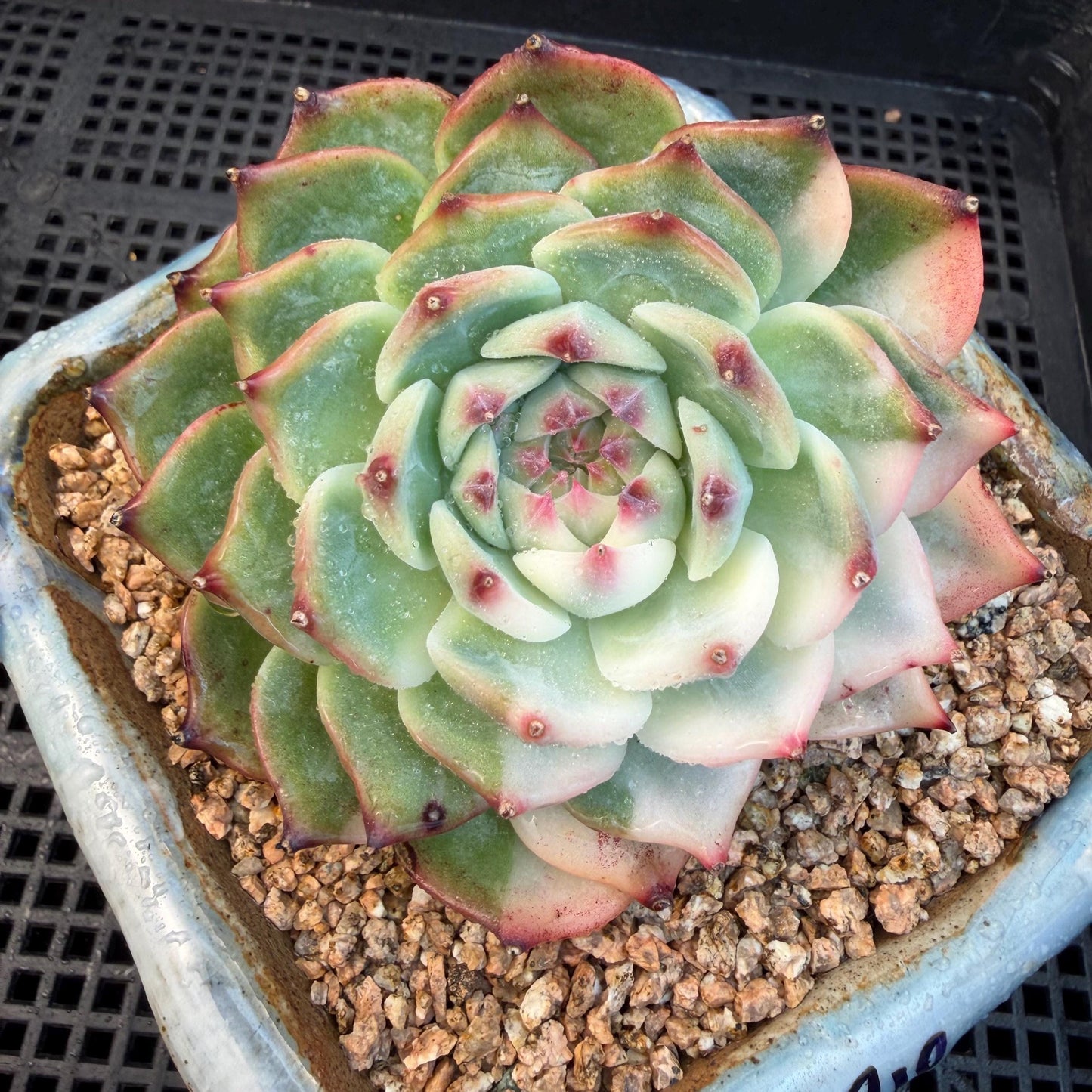 Echeveria  ‘Chihuahuaenis variegated', A big head with a baby, 3.7inches ,M08