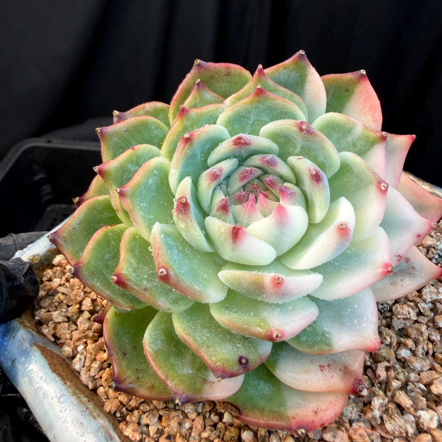 Echeveria  ‘Chihuahuaenis variegated', A big head with a baby, 3.7inches ,M08