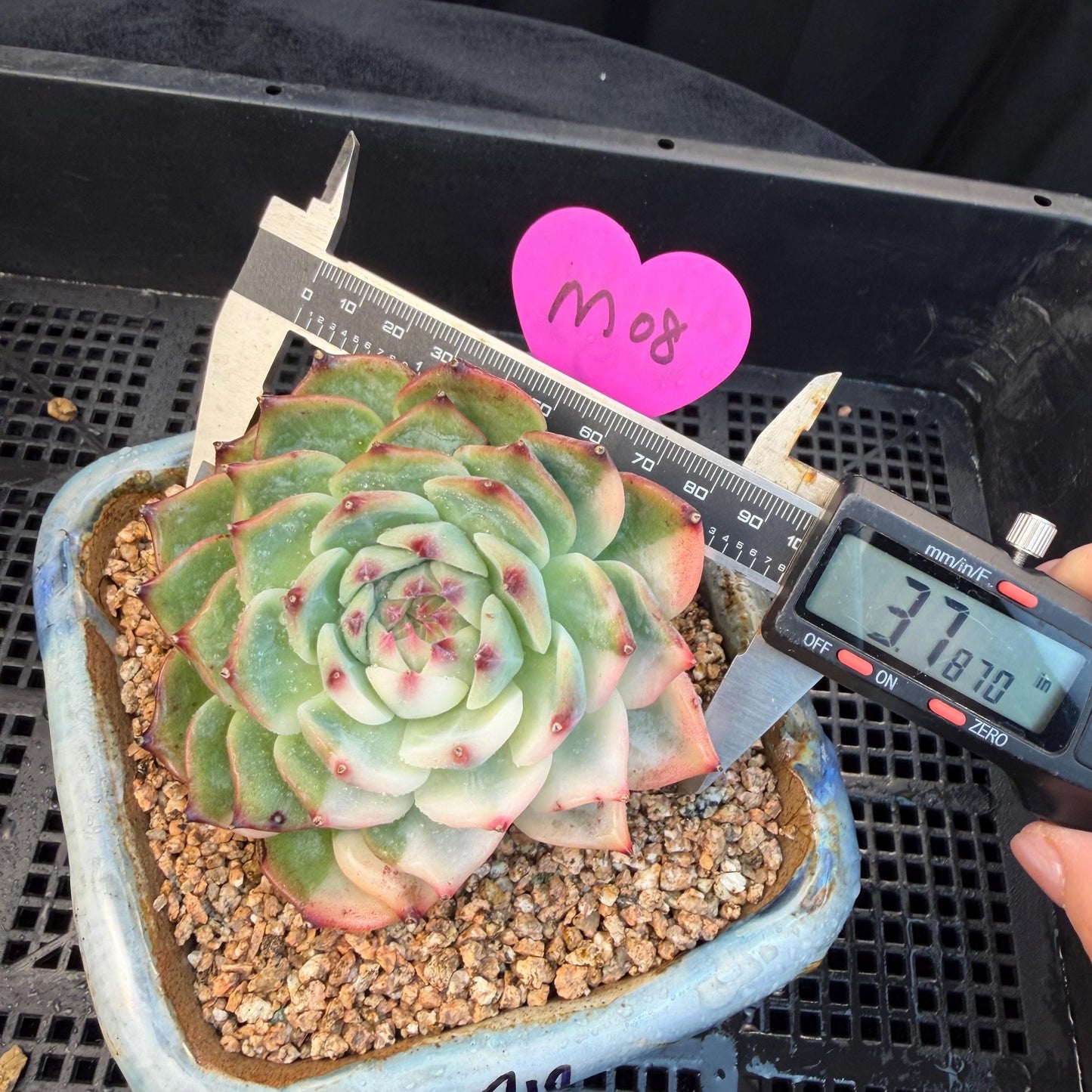 Echeveria  ‘Chihuahuaenis variegated', A big head with a baby, 3.7inches ,M08