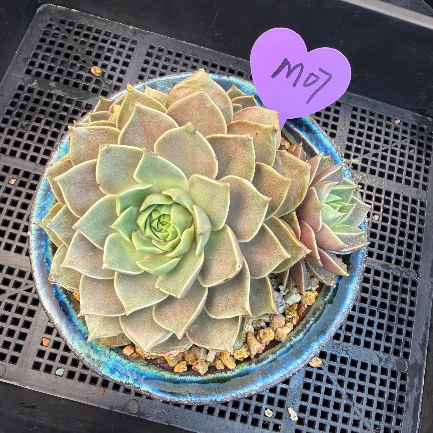 Echeveria  ‘Mysterious Rose ' , 4heads, 4.7inches, M07