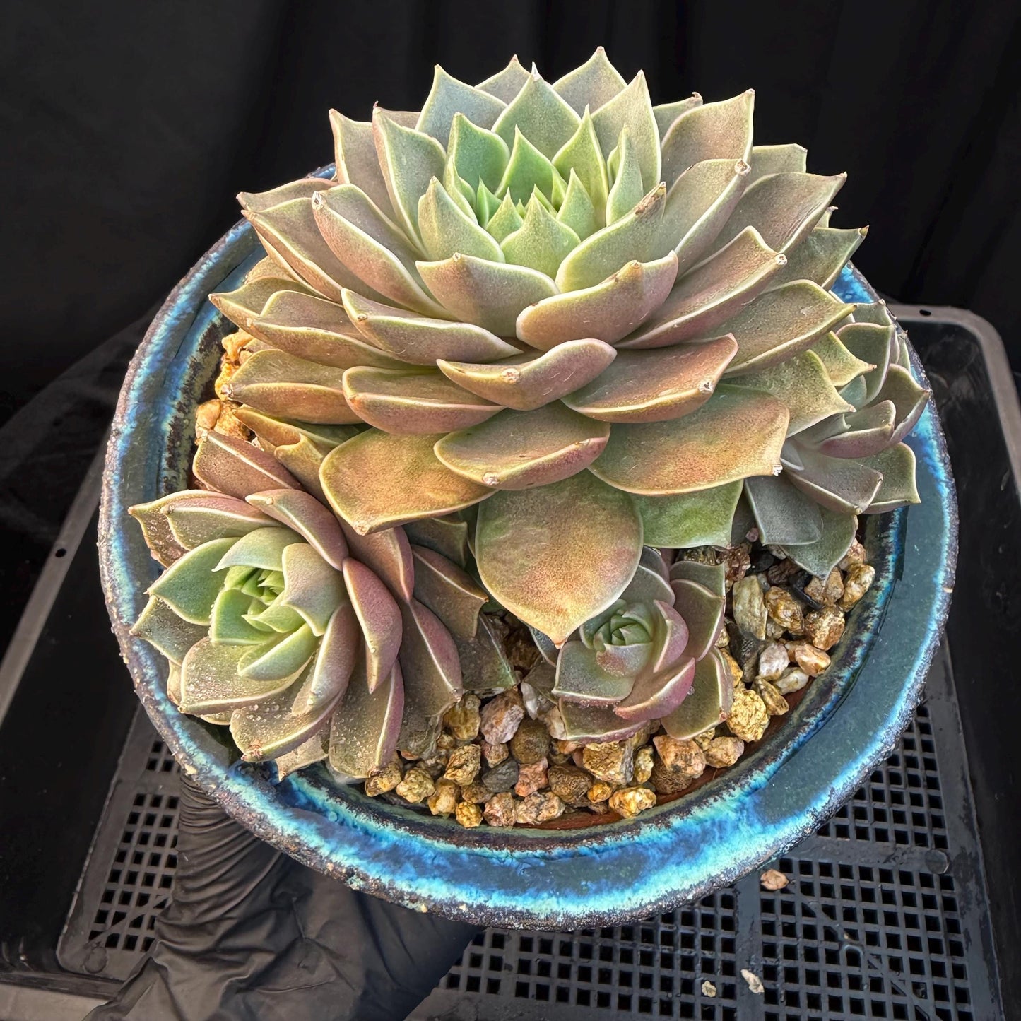 Echeveria  ‘Mysterious Rose ' , 4heads, 4.7inches, M07