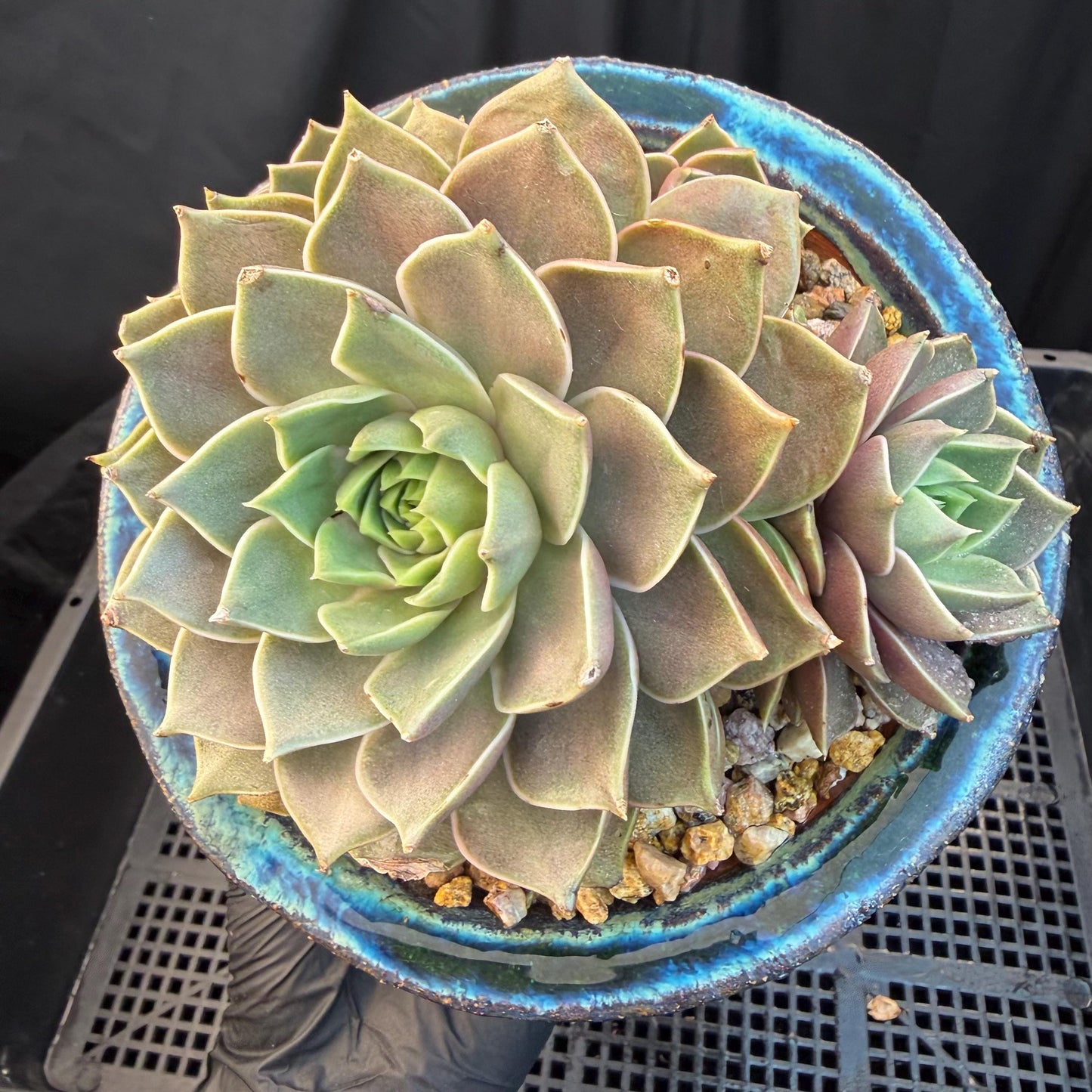 Echeveria  ‘Mysterious Rose ' , 4heads, 4.7inches, M07