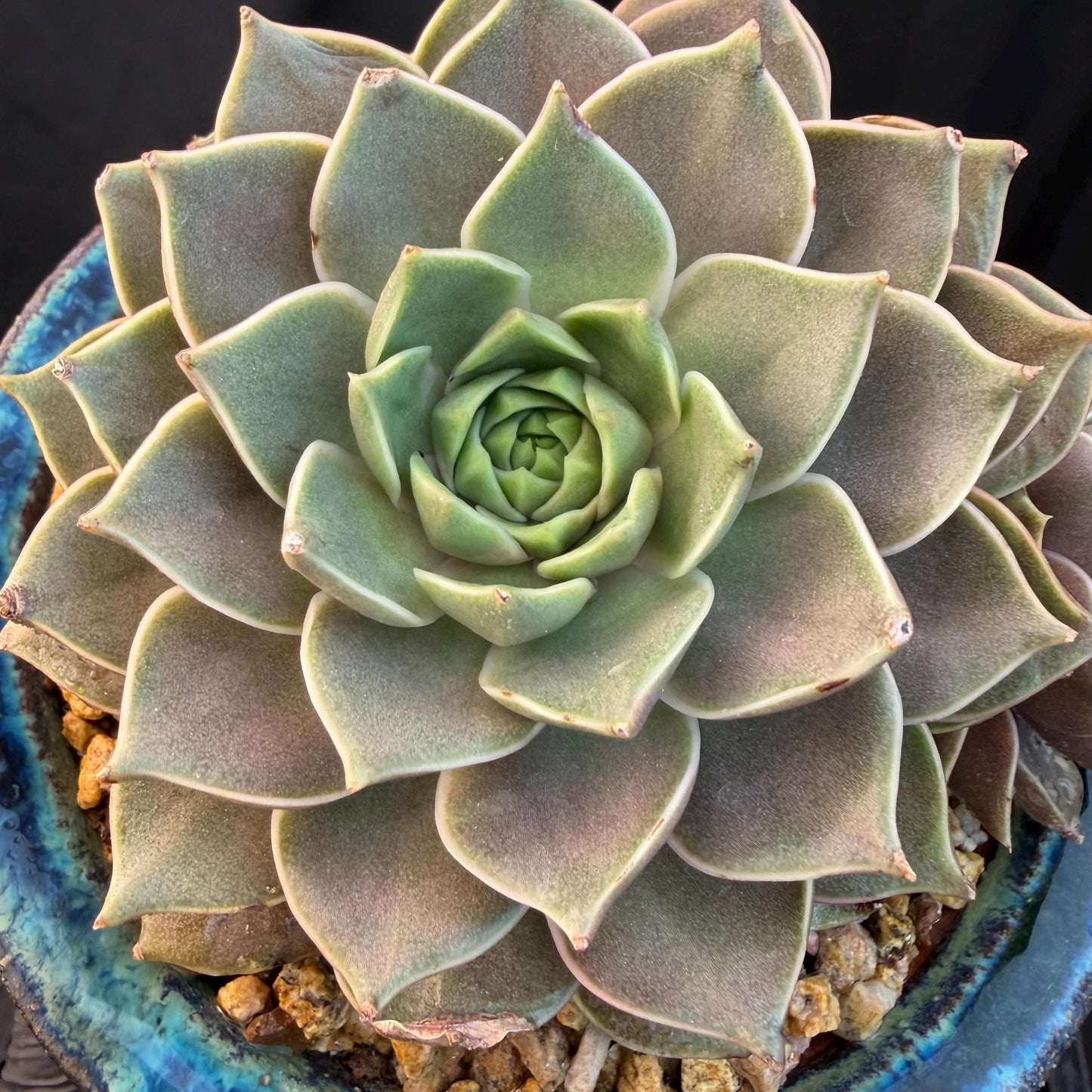 Echeveria  ‘Mysterious Rose ' , 4heads, 4.7inches, M07