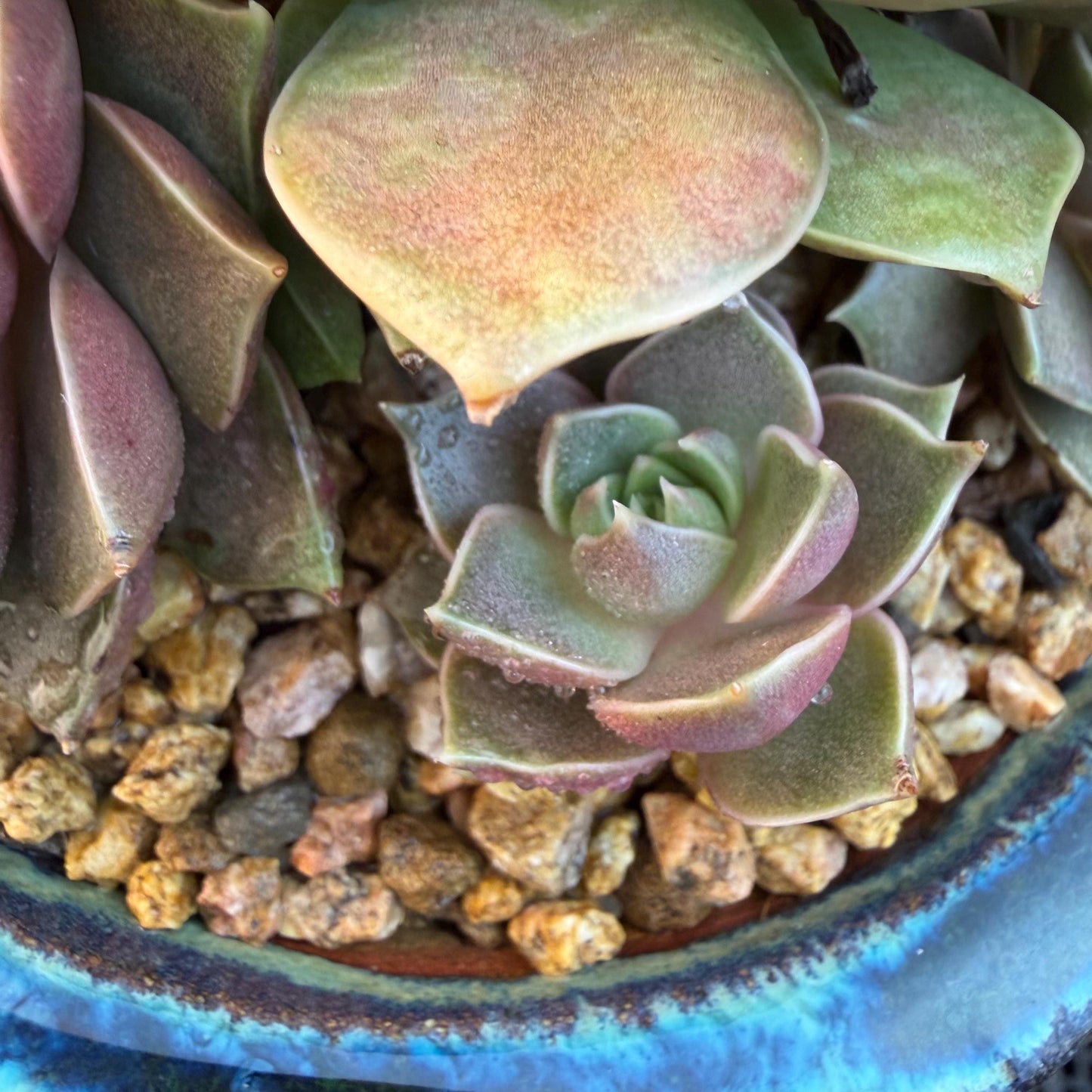 Echeveria  ‘Mysterious Rose ' , 4heads, 4.7inches, M07