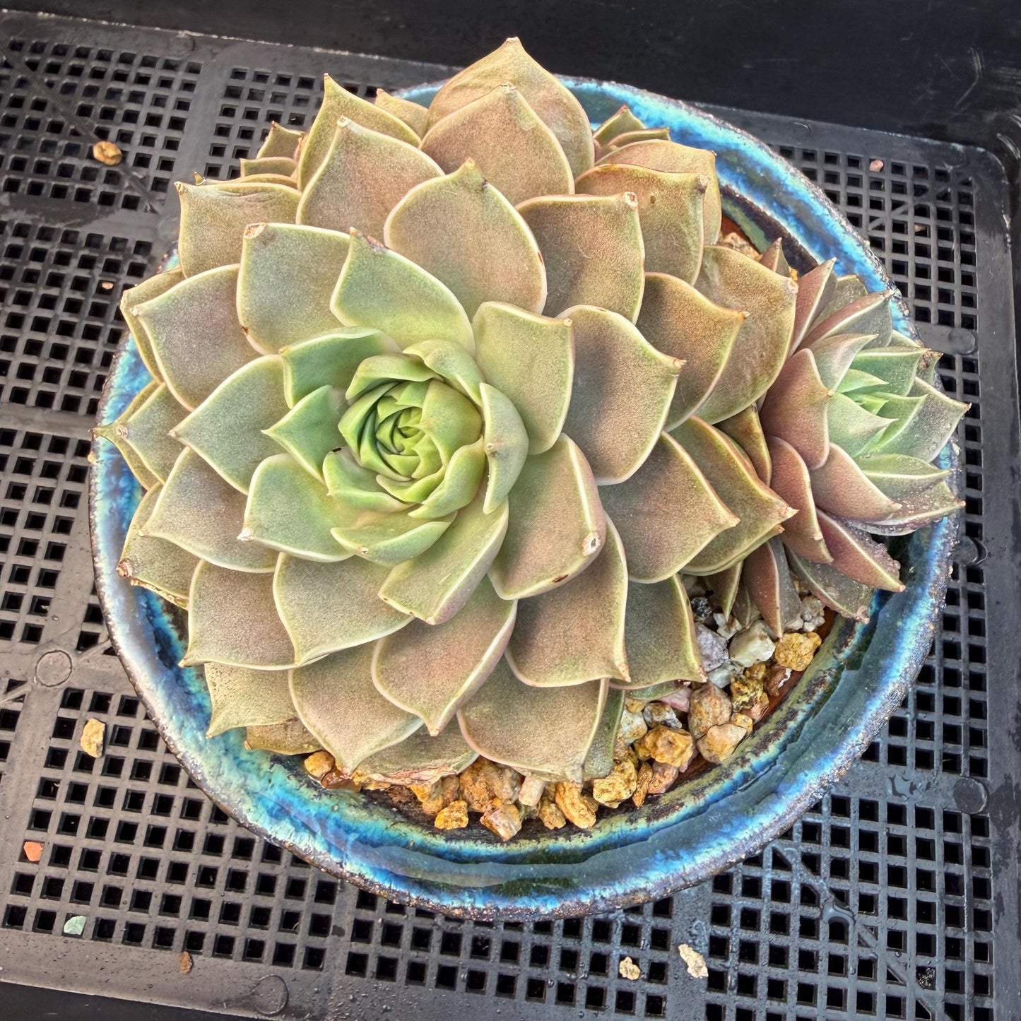 Echeveria  ‘Mysterious Rose ' , 4heads, 4.7inches, M07
