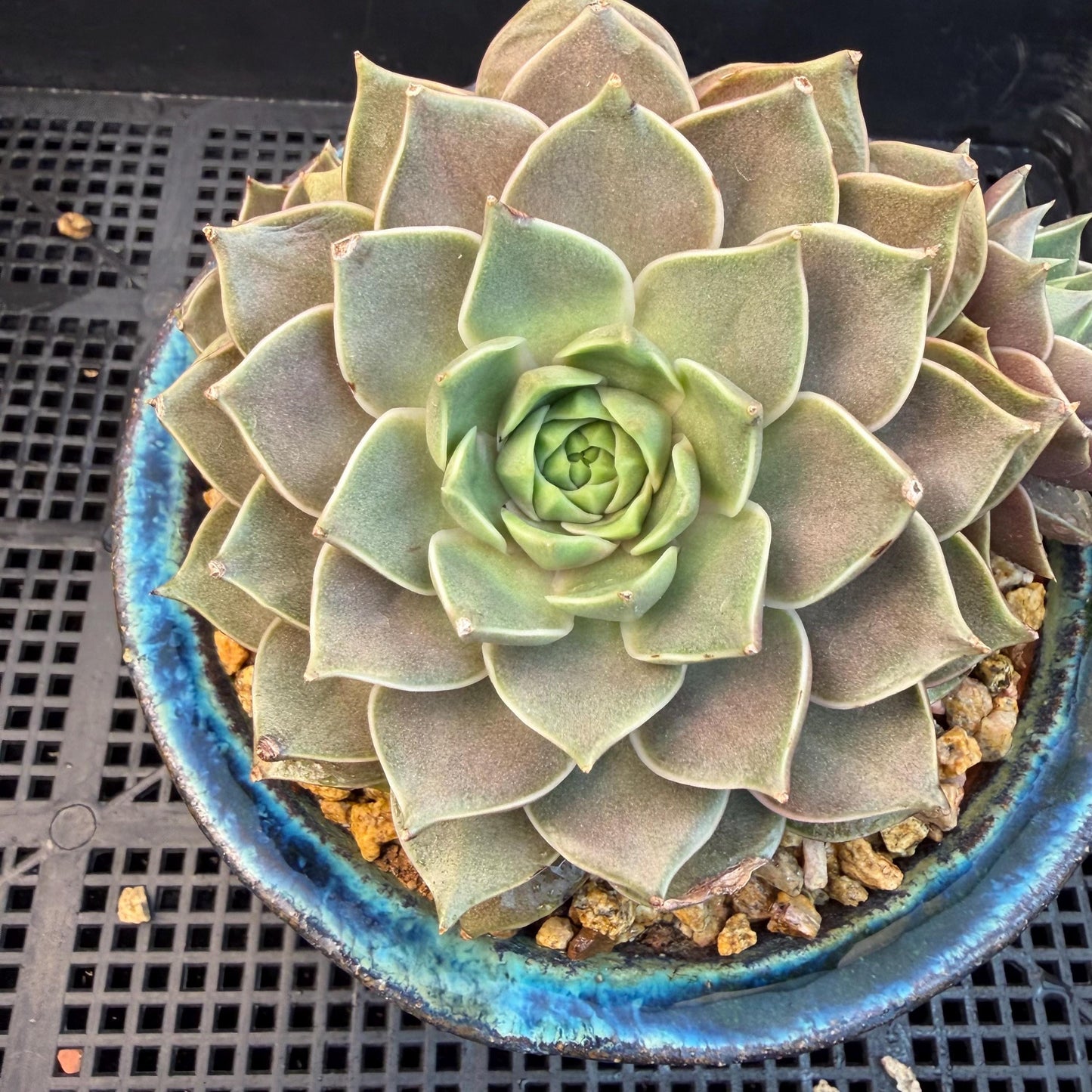 Echeveria  ‘Mysterious Rose ' , 4heads, 4.7inches, M07