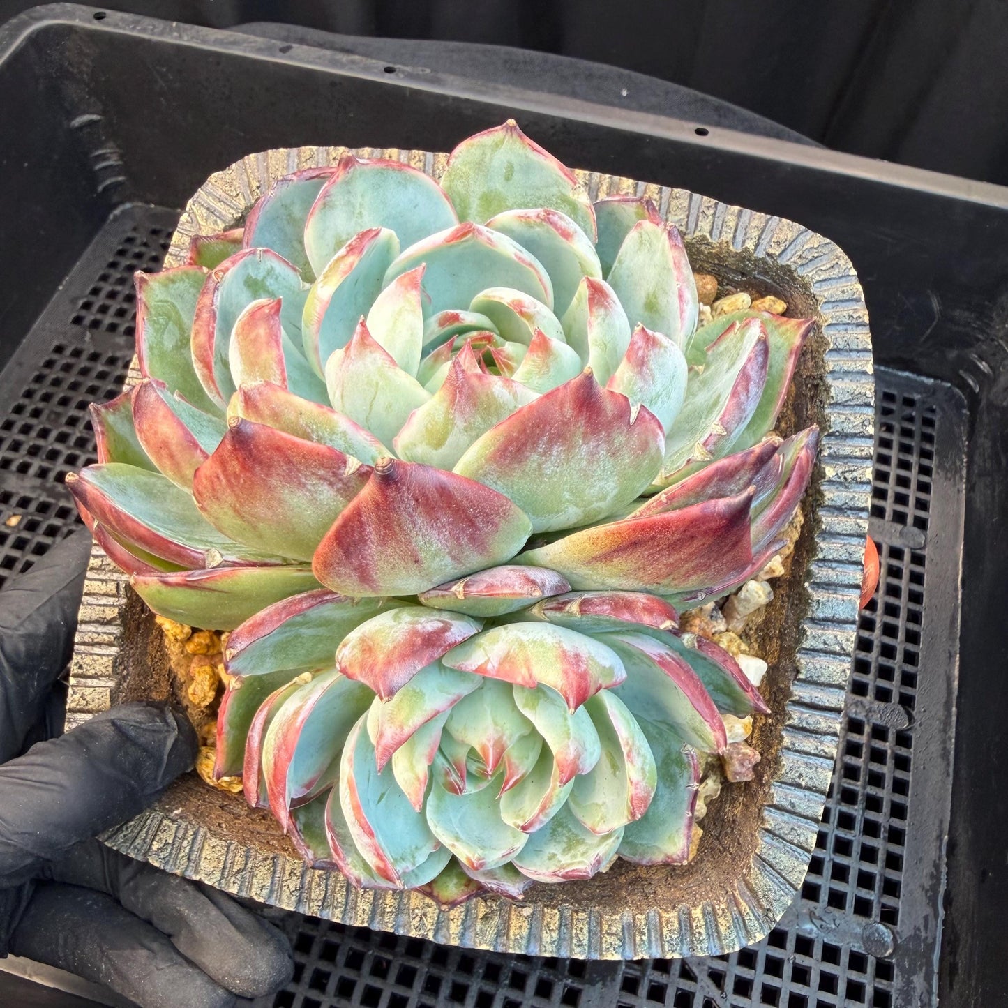 Echeveria  ‘Casio.’, 2heads, 4.7inchesM05