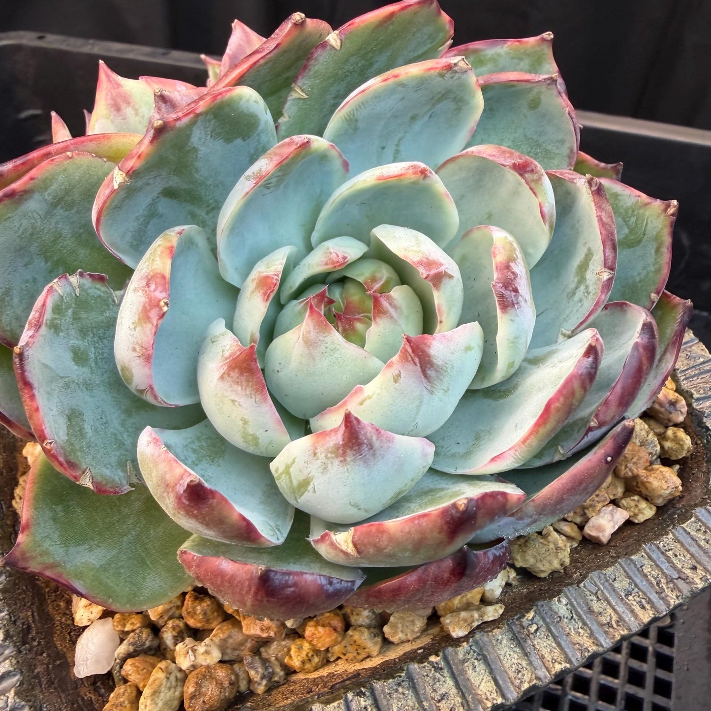 Echeveria  ‘Casio.’, 2heads, 4.7inchesM05