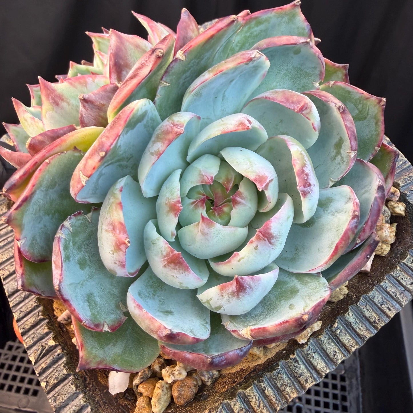 Echeveria  ‘Casio.’, 2heads, 4.7inchesM05