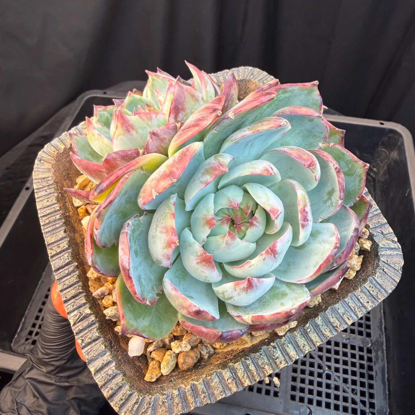 Echeveria  ‘Casio.’, 2heads, 4.7inchesM05
