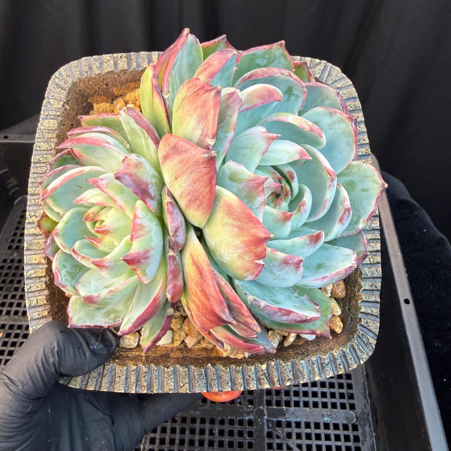 Echeveria  ‘Casio.’, 2heads, 4.7inchesM05