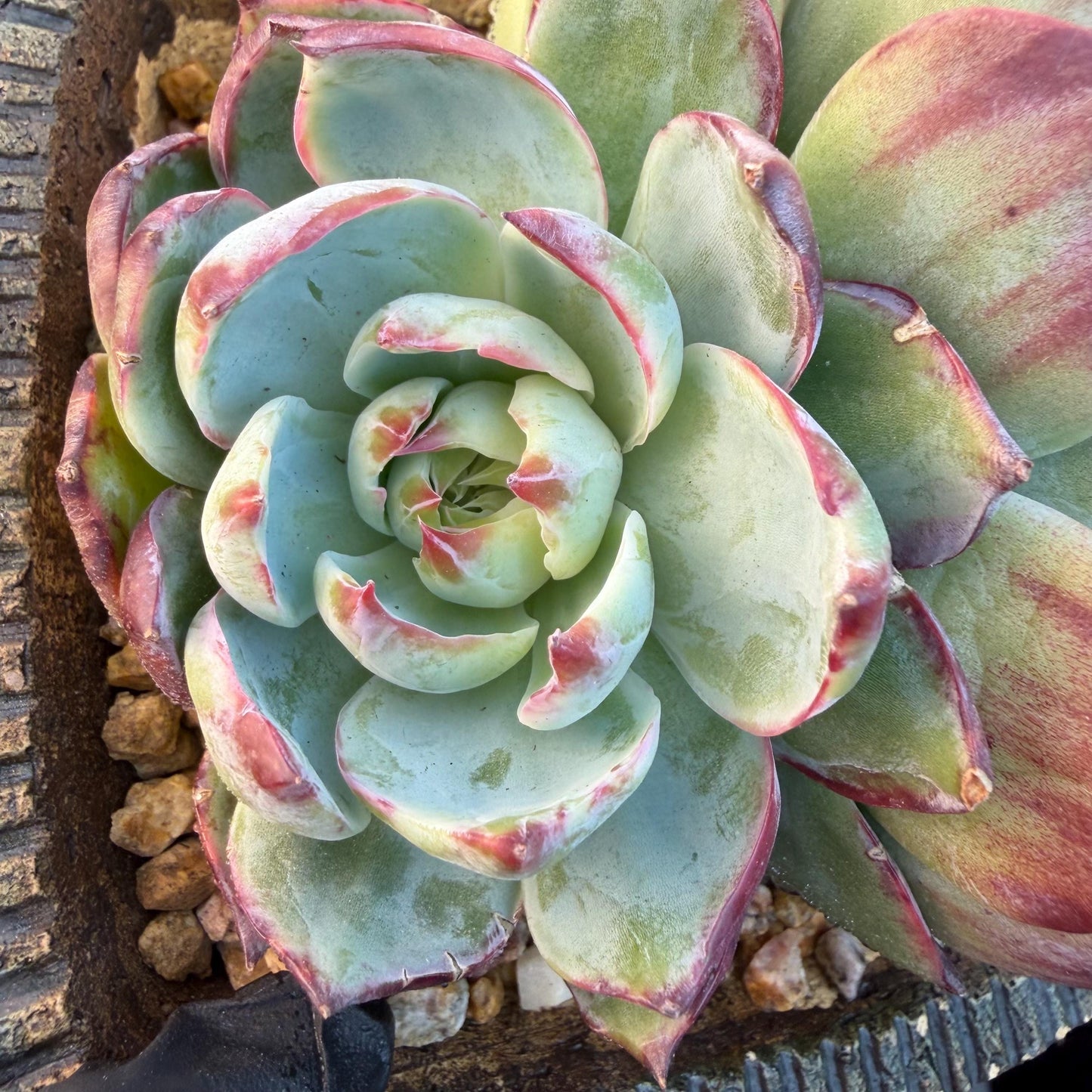Echeveria  ‘Casio.’, 2heads, 4.7inchesM05