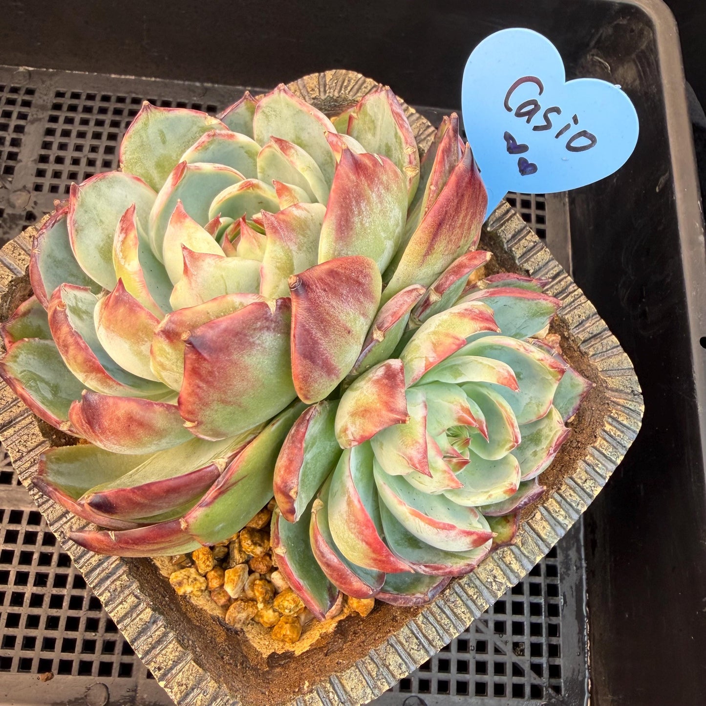 Echeveria  ‘Casio.’, 2heads, 4.7inchesM05