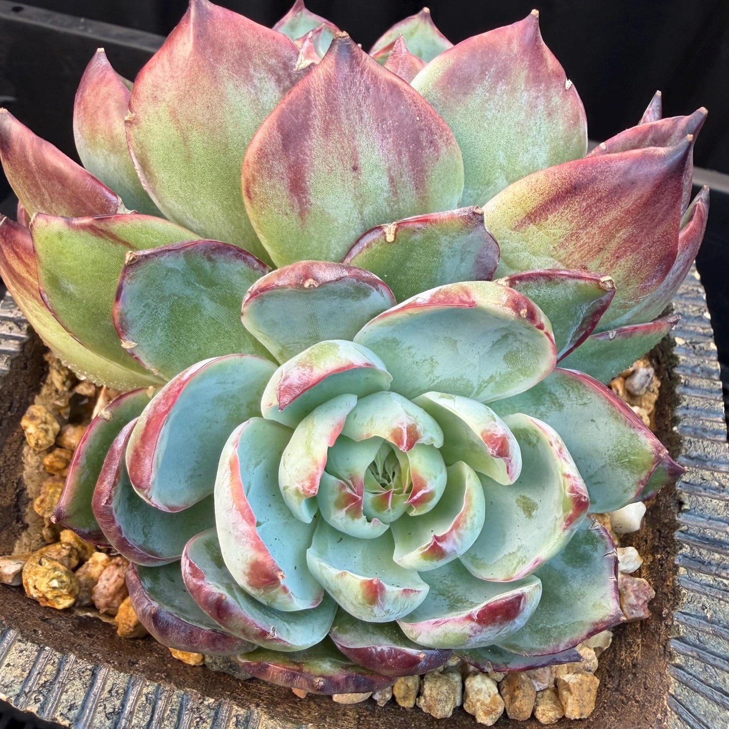 Echeveria  ‘Casio.’, 2heads, 4.7inchesM05