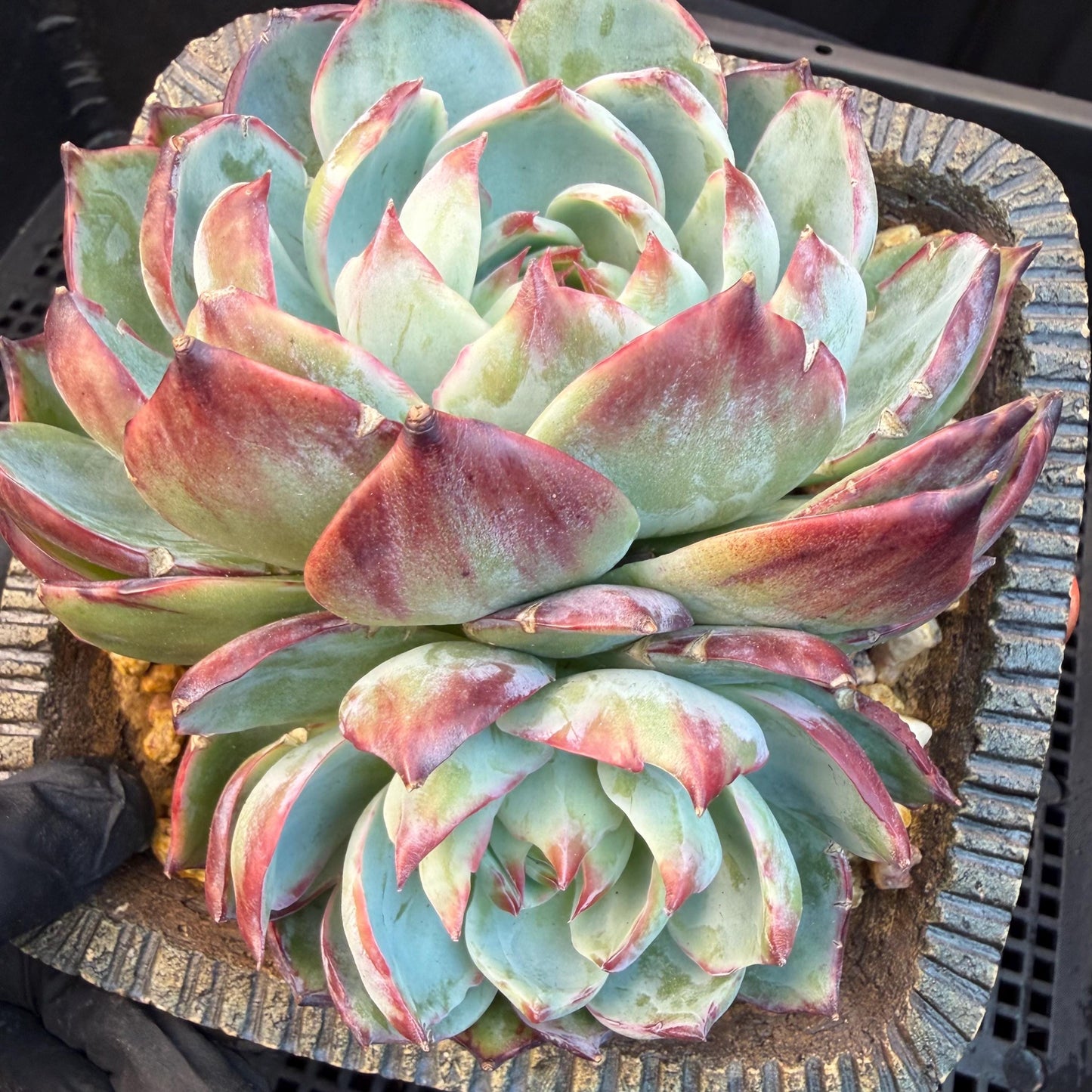 Echeveria  ‘Casio.’, 2heads, 4.7inchesM05