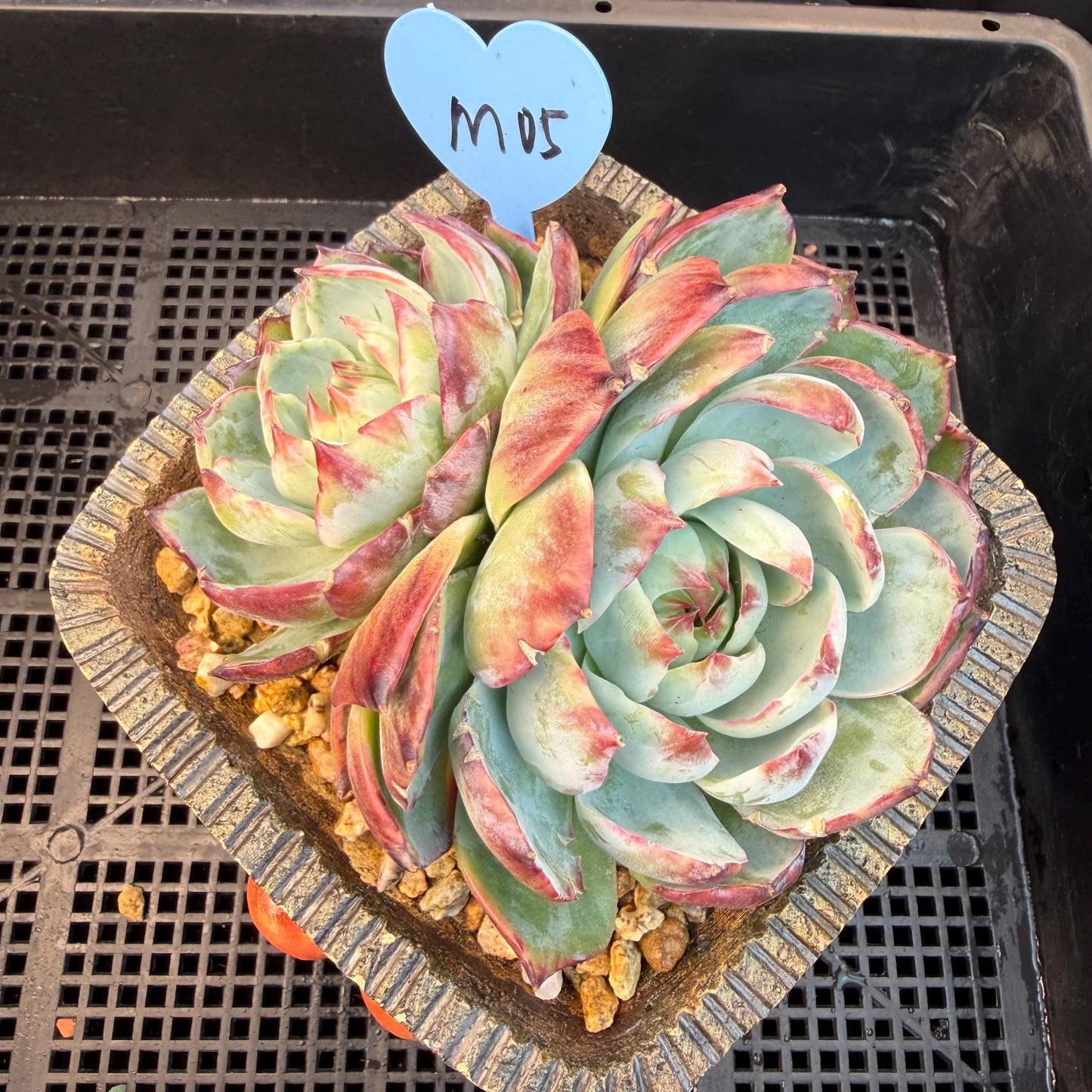 Echeveria  ‘Casio.’, 2heads, 4.7inchesM05