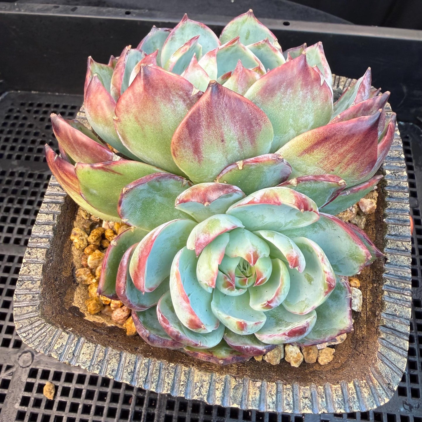 Echeveria  ‘Casio.’, 2heads, 4.7inchesM05