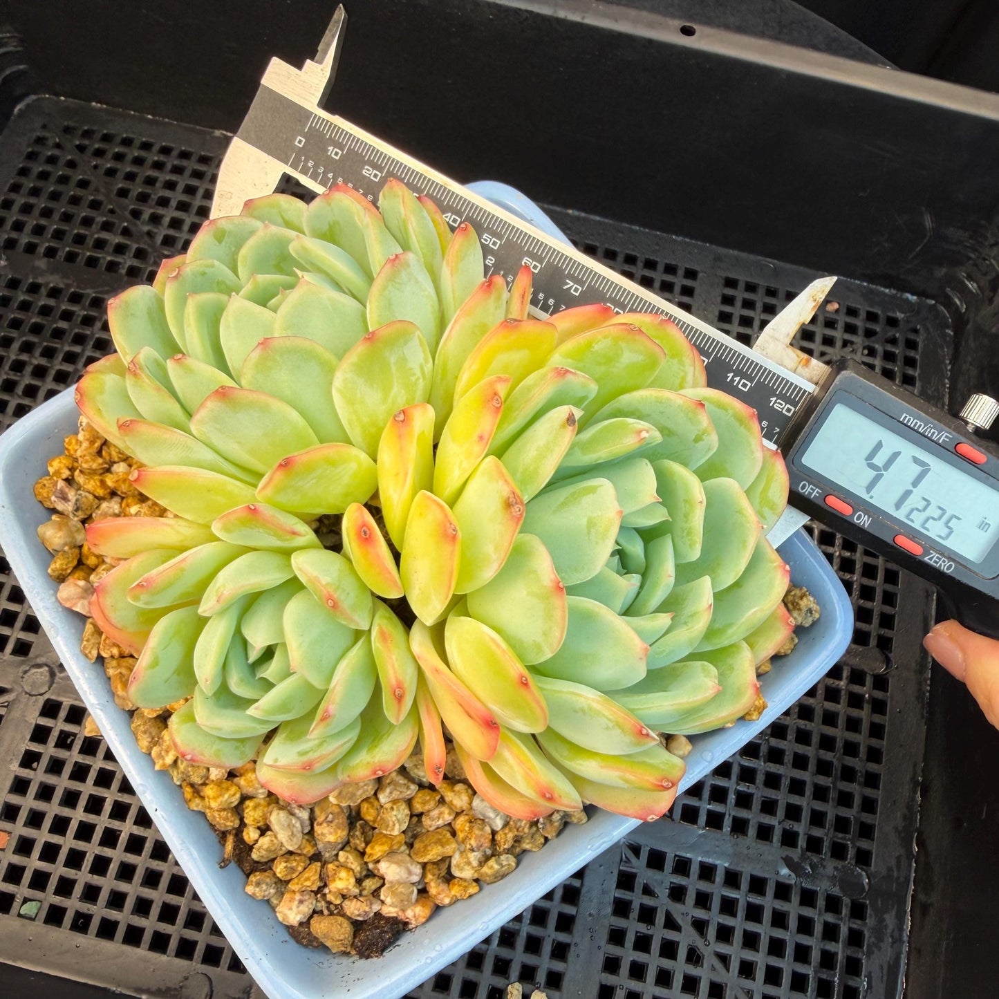 Echeveria  ‘Sasaqueen', 3heads, 4.7inches  , A022