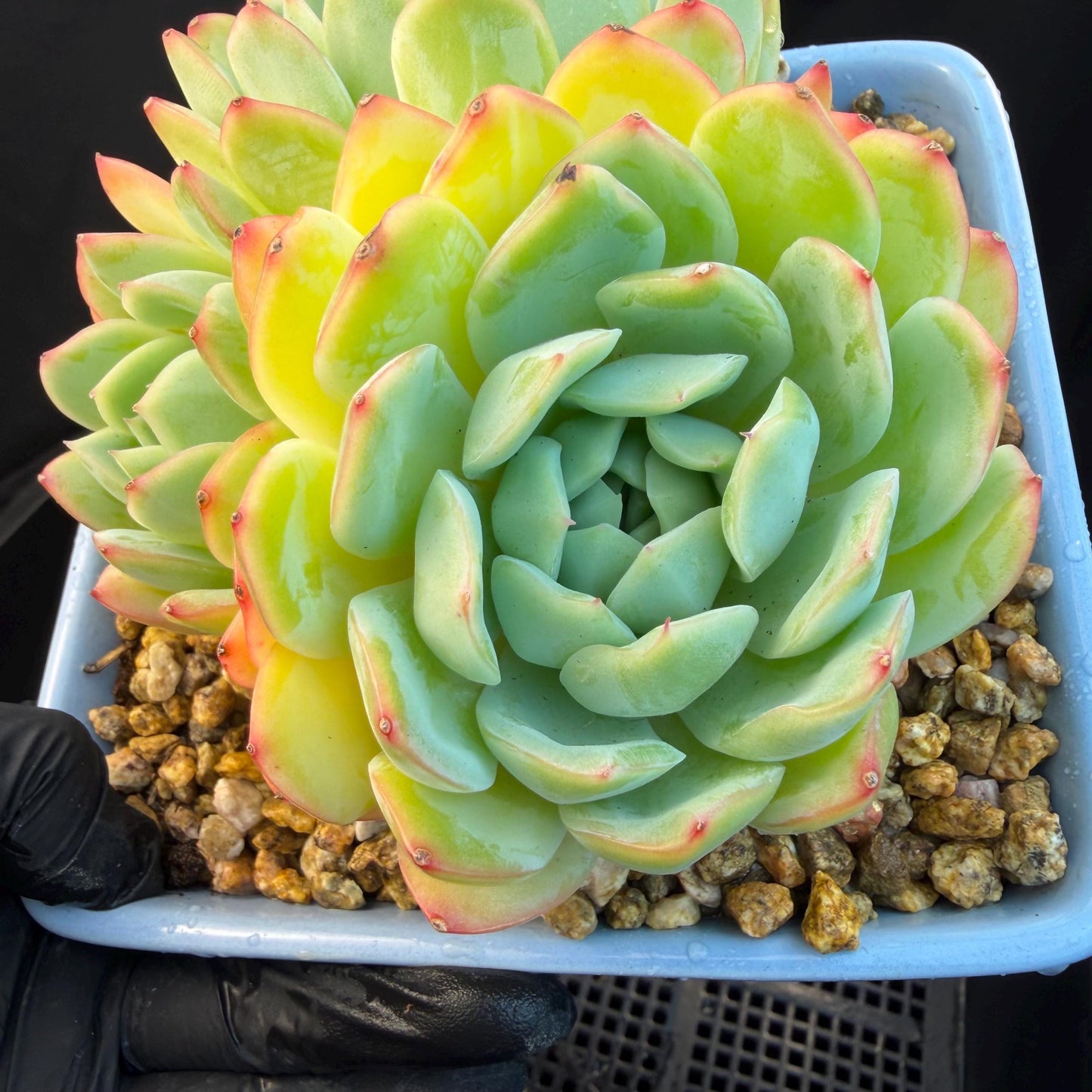 Echeveria  ‘Sasaqueen', 3heads, 4.7inches  , A022