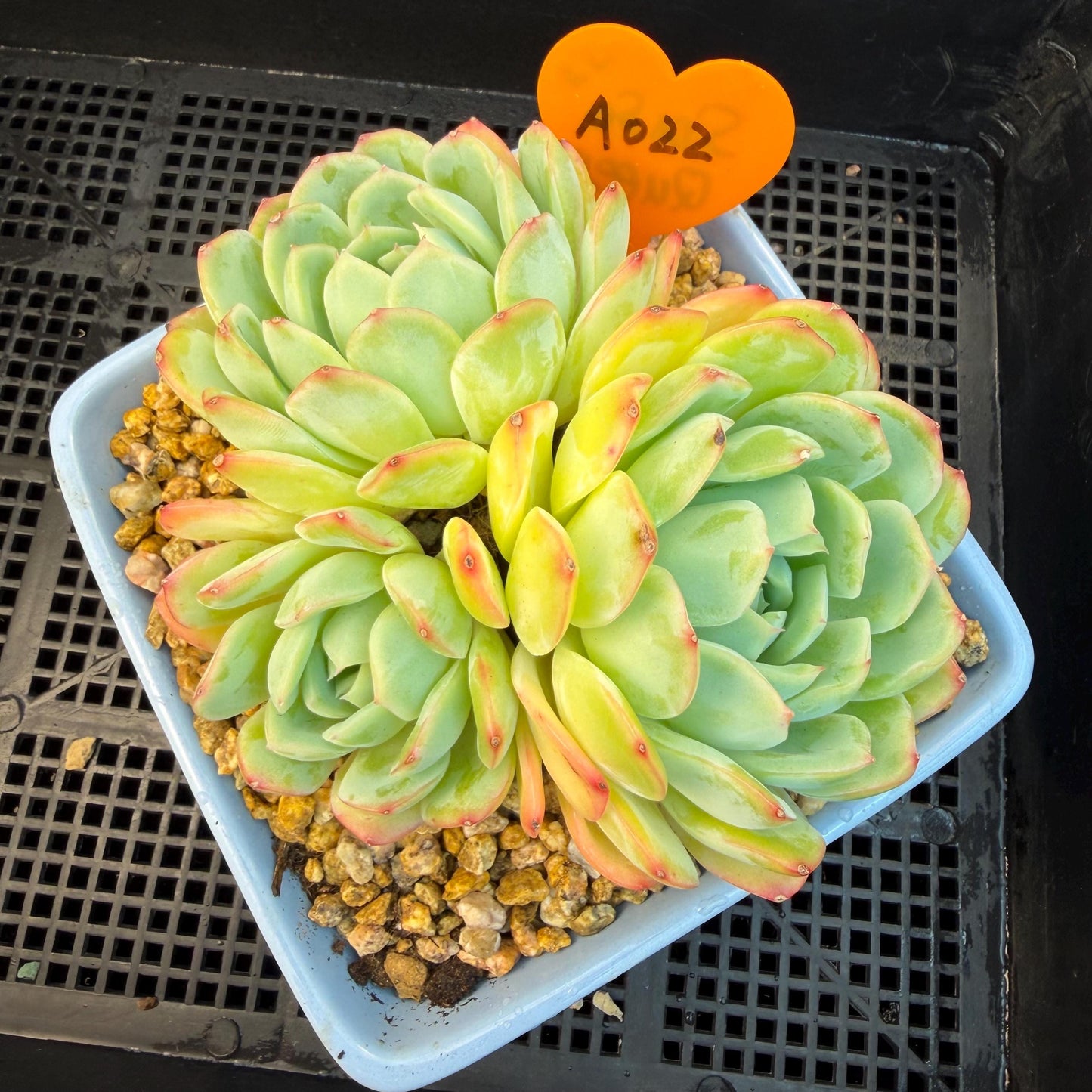 Echeveria  ‘Sasaqueen', 3heads, 4.7inches  , A022