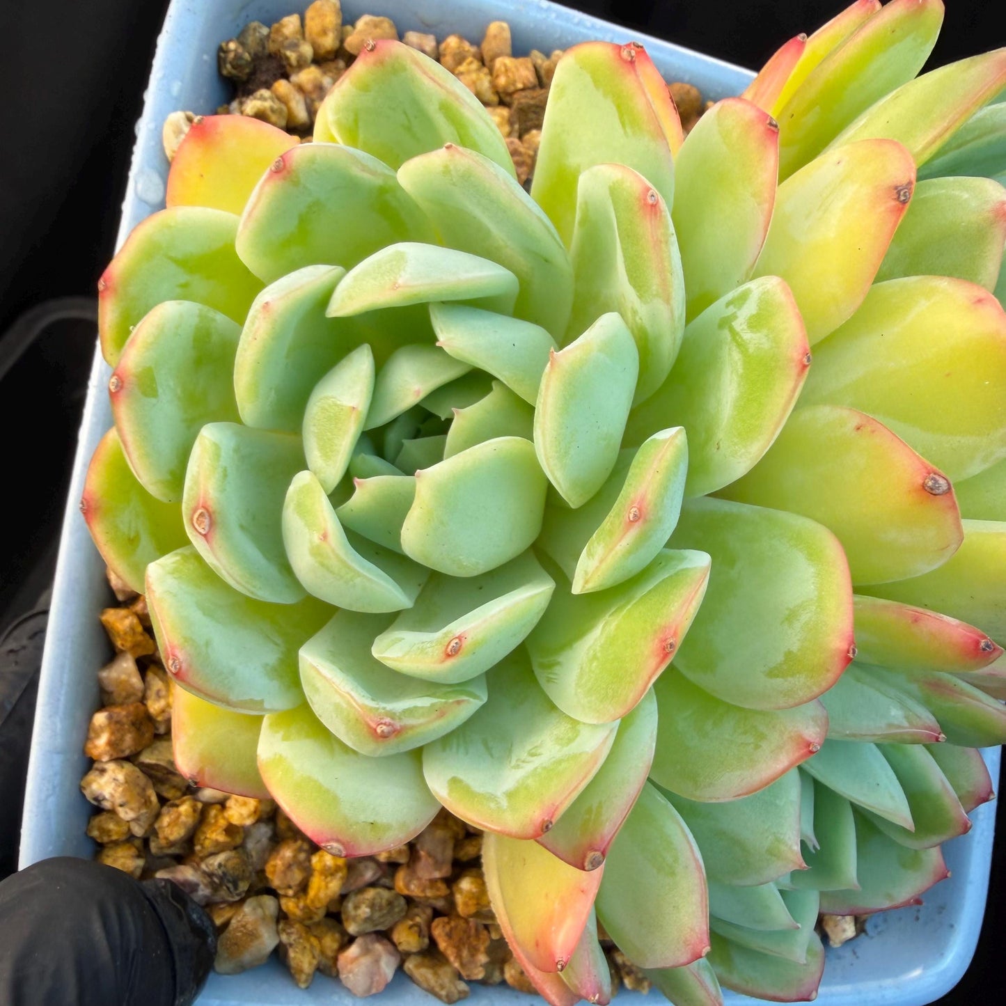 Echeveria  ‘Sasaqueen', 3heads, 4.7inches  , A022