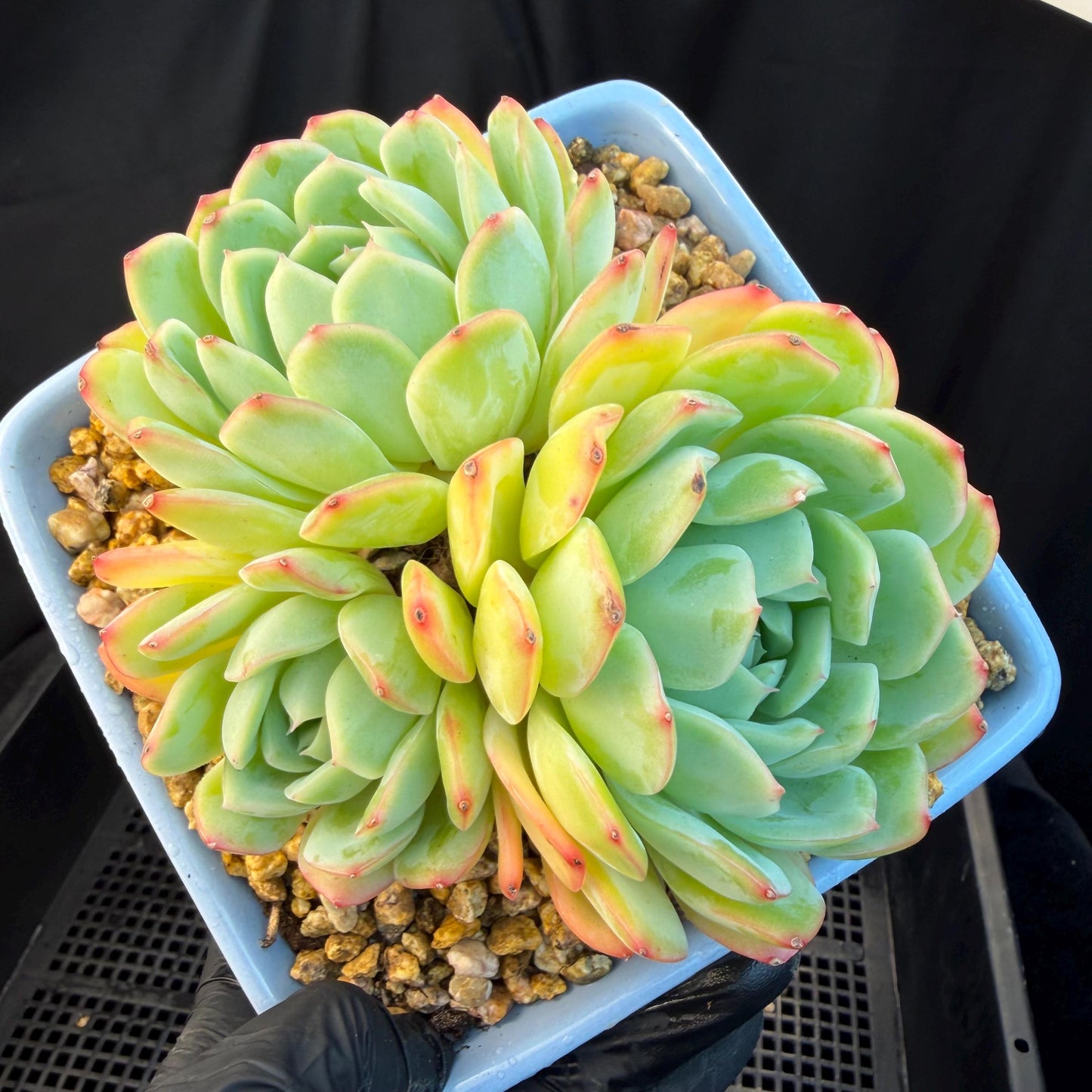 Echeveria  ‘Sasaqueen', 3heads, 4.7inches  , A022