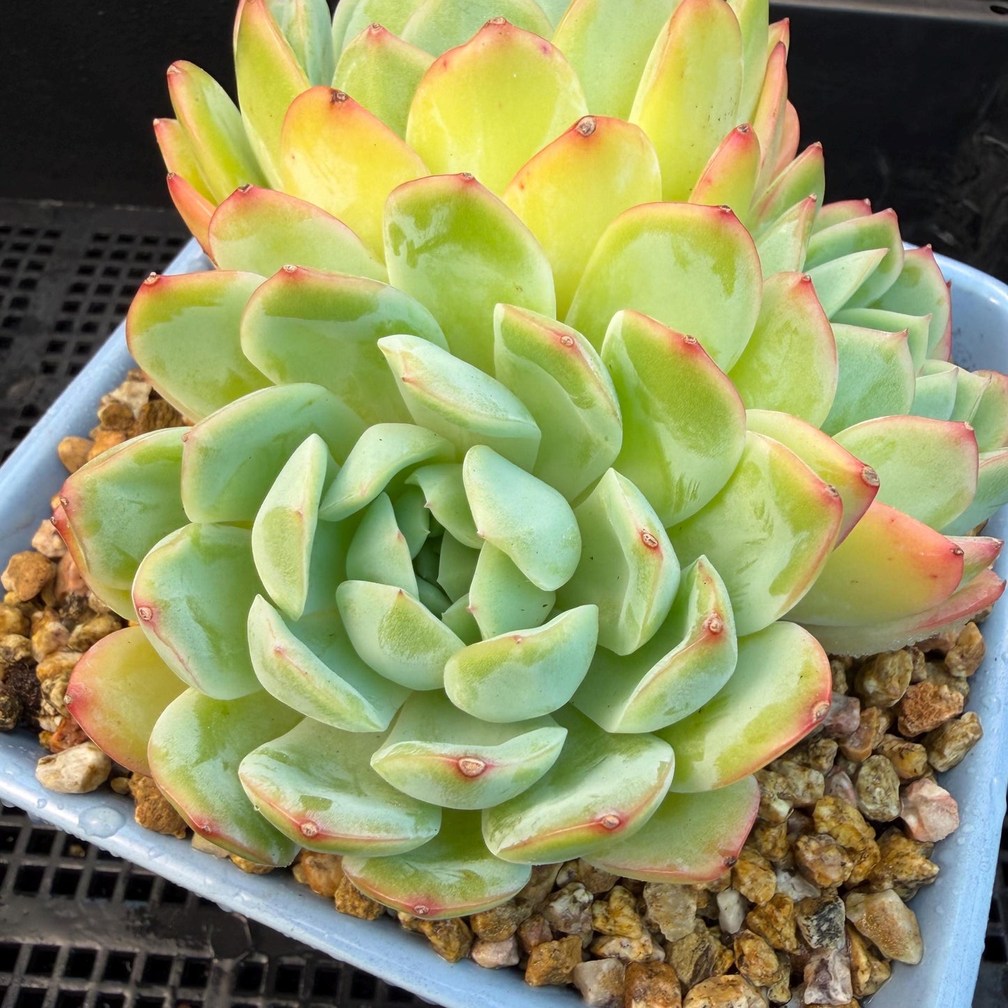 Echeveria  ‘Sasaqueen', 3heads, 4.7inches  , A022