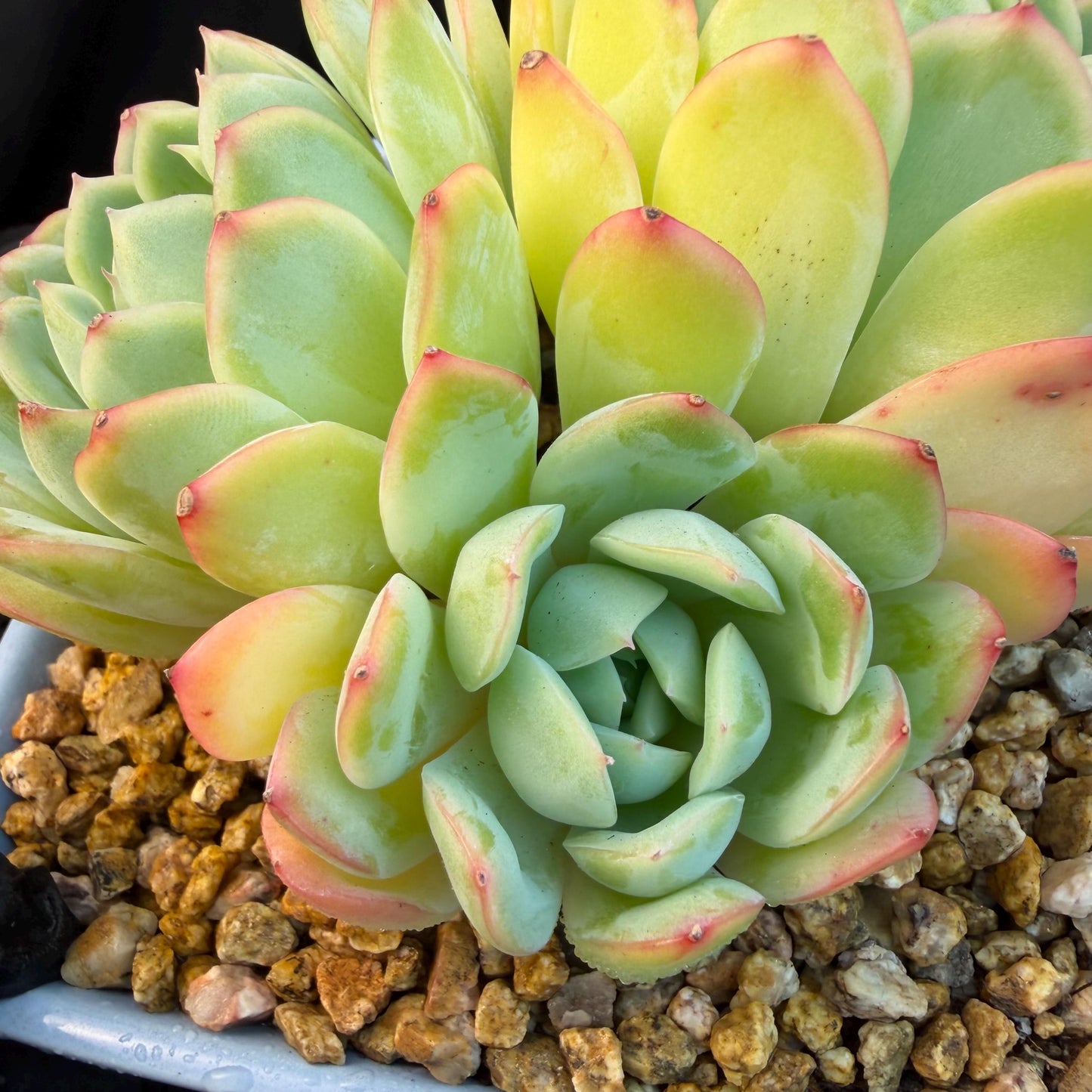 Echeveria  ‘Sasaqueen', 3heads, 4.7inches  , A022