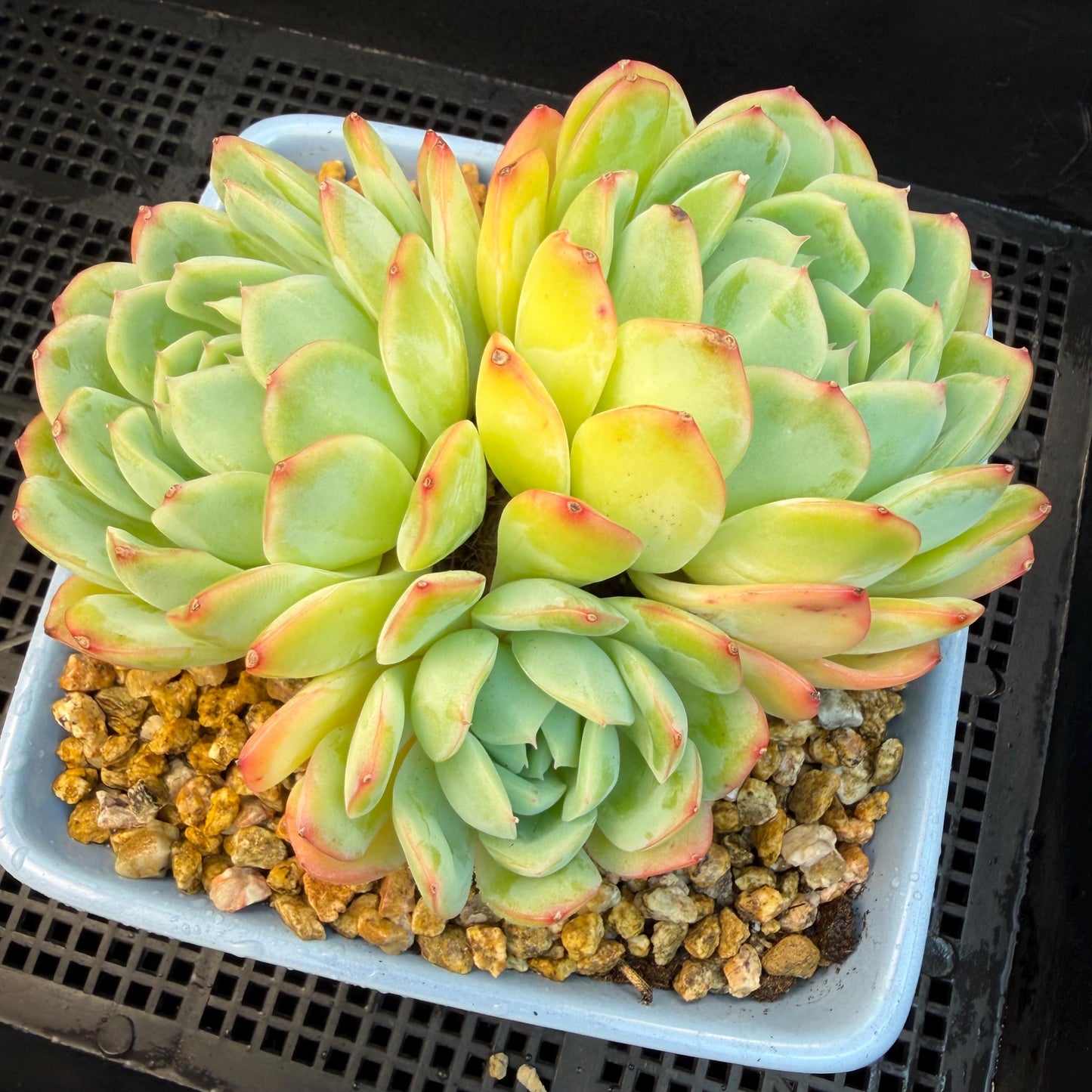 Echeveria  ‘Sasaqueen', 3heads, 4.7inches  , A022