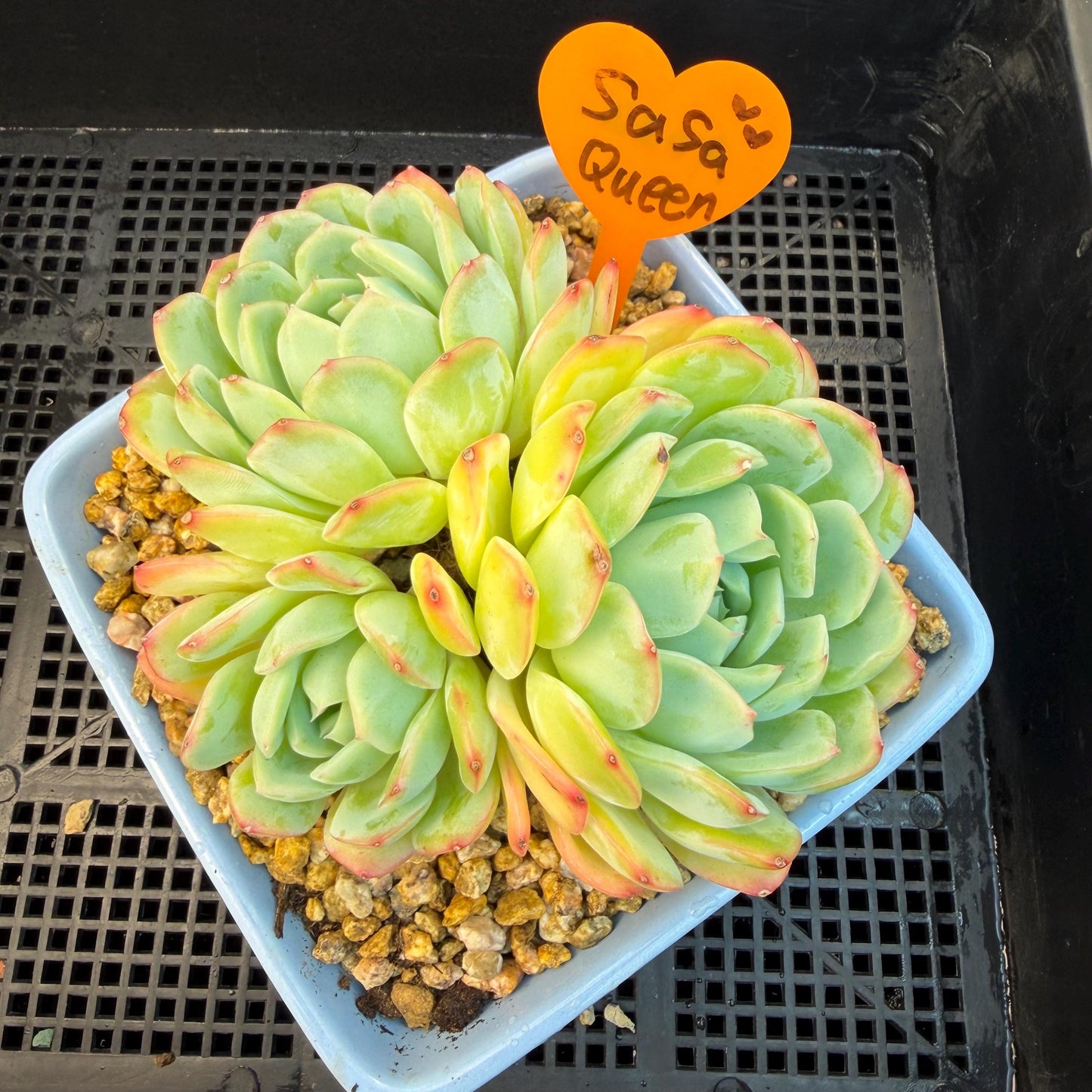 Echeveria  ‘Sasaqueen', 3heads, 4.7inches  , A022