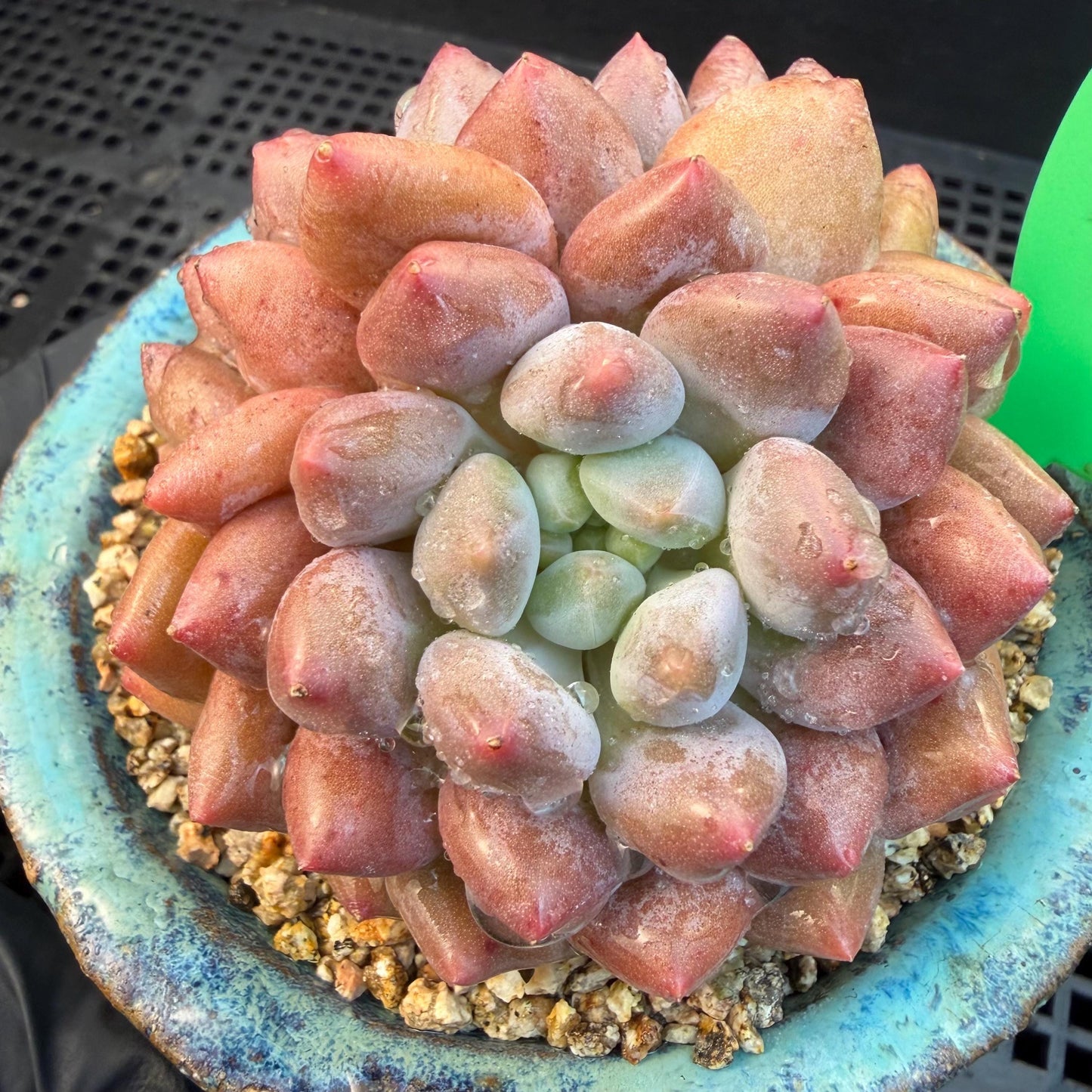 Echeveria  ‘Pinellia.’, 2heads, , M03, 3.1in