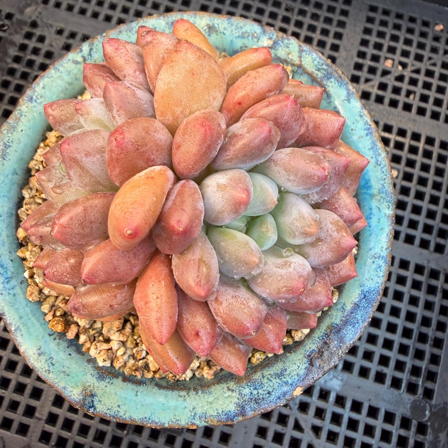 Echeveria  ‘Pinellia.’, 2heads, , M03, 3.1in